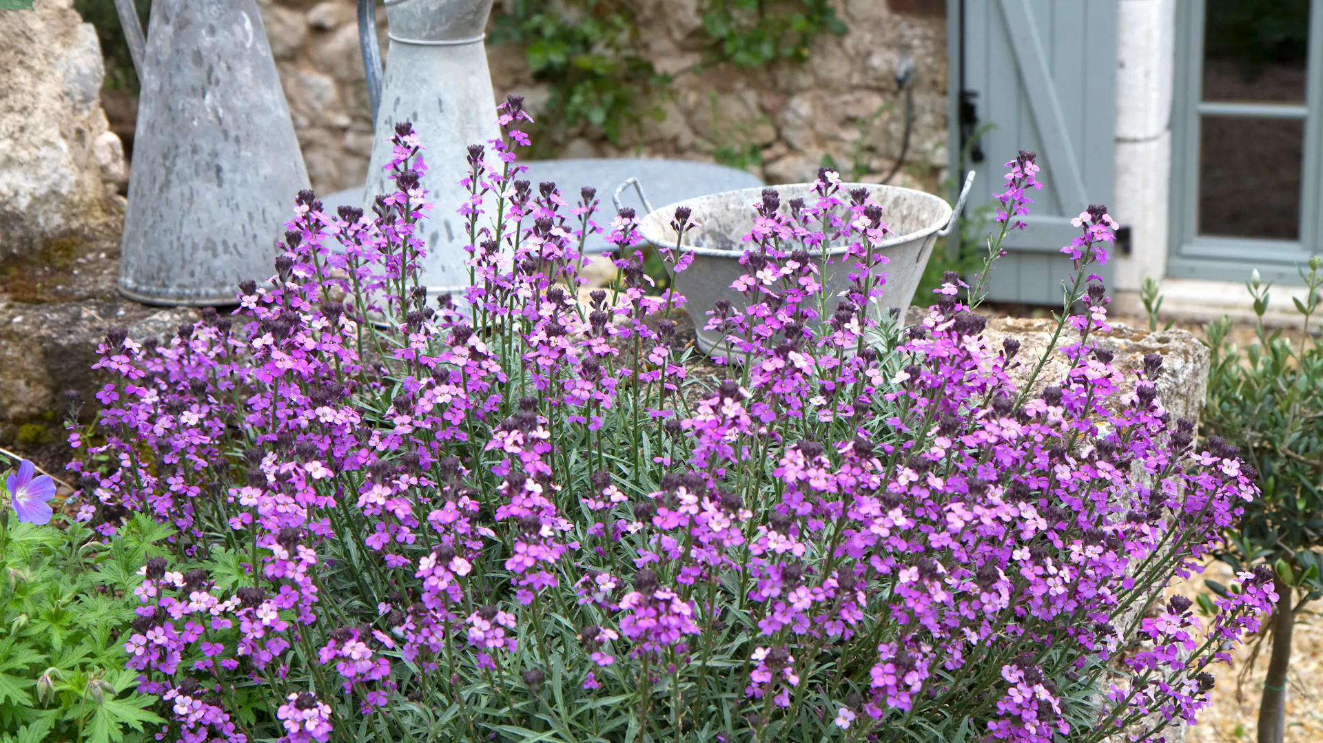 Lilafarbener Goldlack der Sorte „Bowles Mauve“