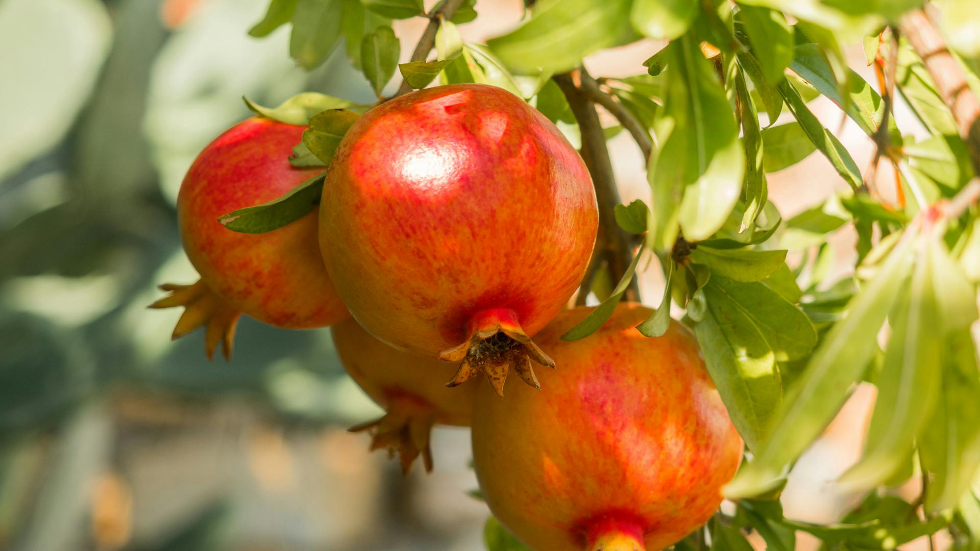 Granatapfelbaum mit Früchten