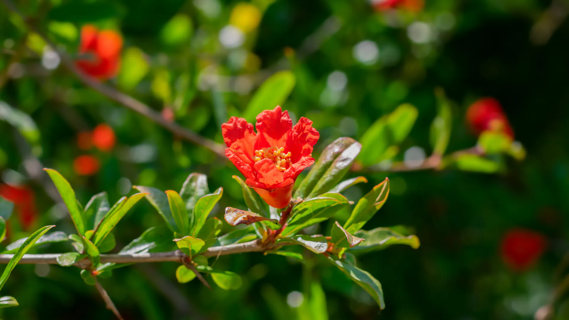 Blüte am Granatapfelbaum
