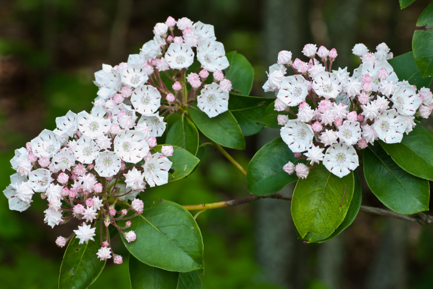 Weiße Blüten vom Großen Berglorbeer