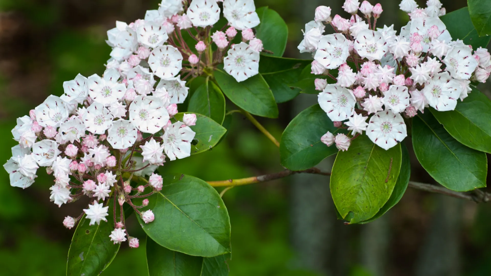 Weiße Blüten vom Großen Berglorbeer