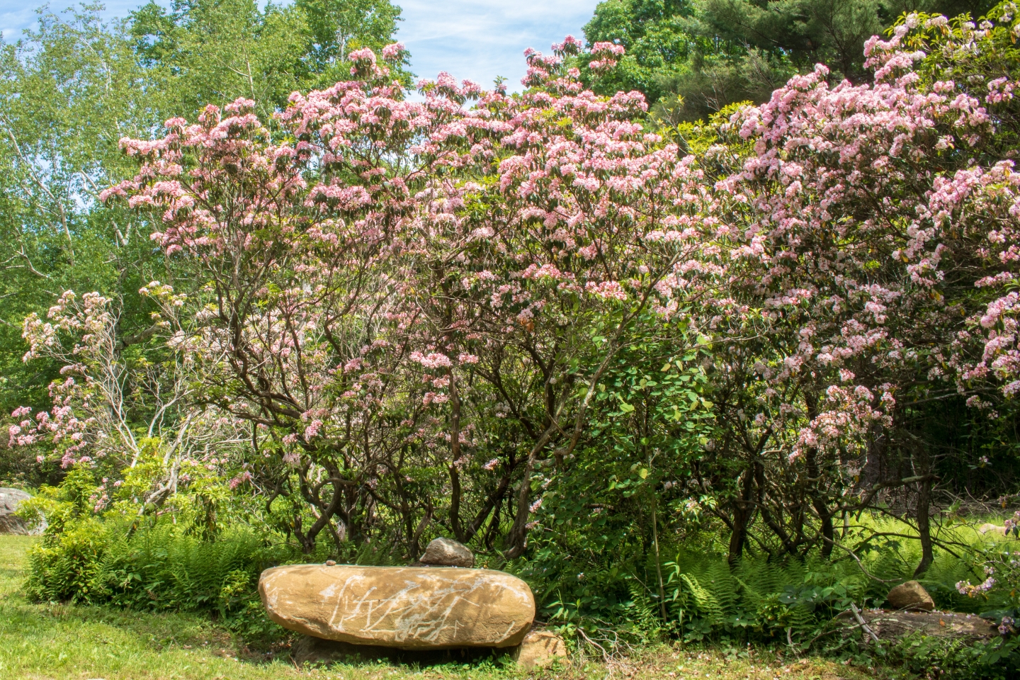 Großer Berglorbeer mit rosa Blüten steht in einem Garten, davor eine Naturbank aus einem großen Stein.