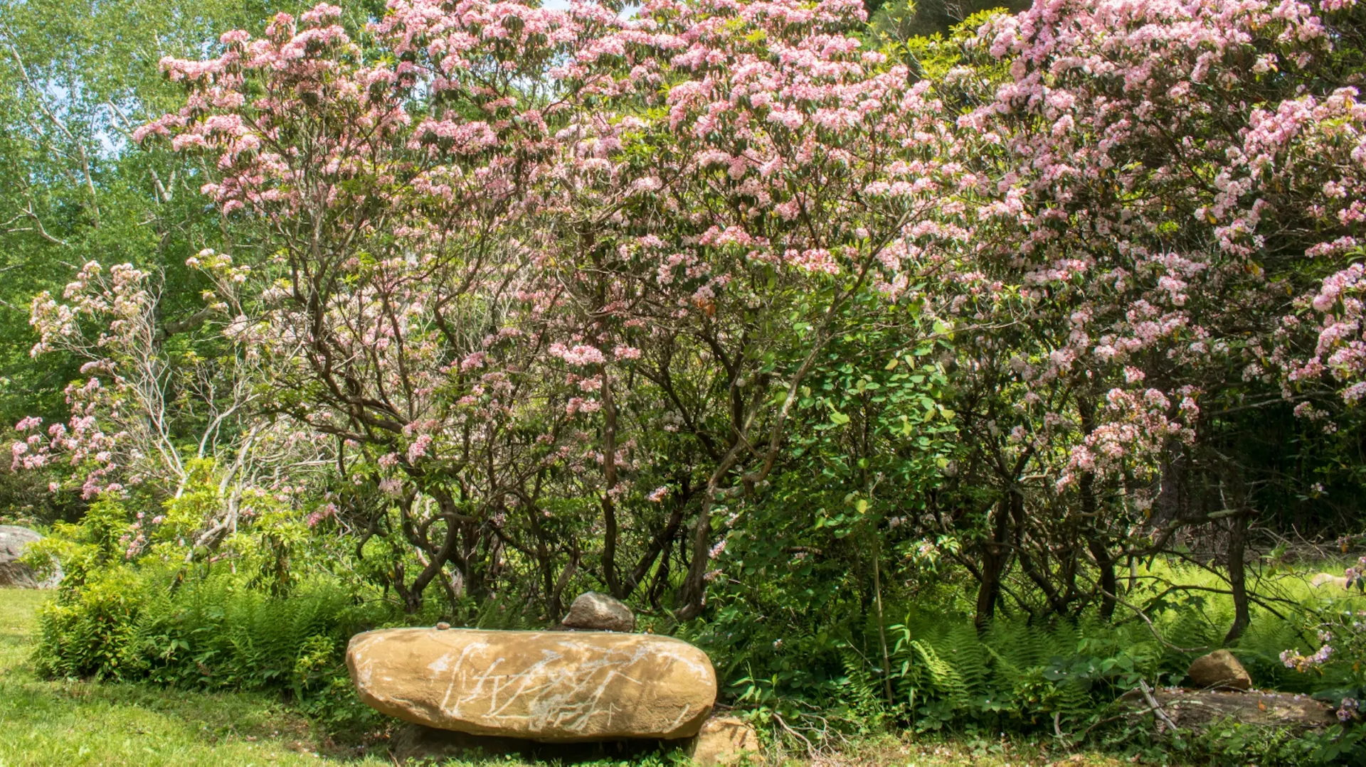 Großer Berglorbeer mit rosa Blüten steht in einem Garten, davor eine Naturbank aus einem großen Stein.