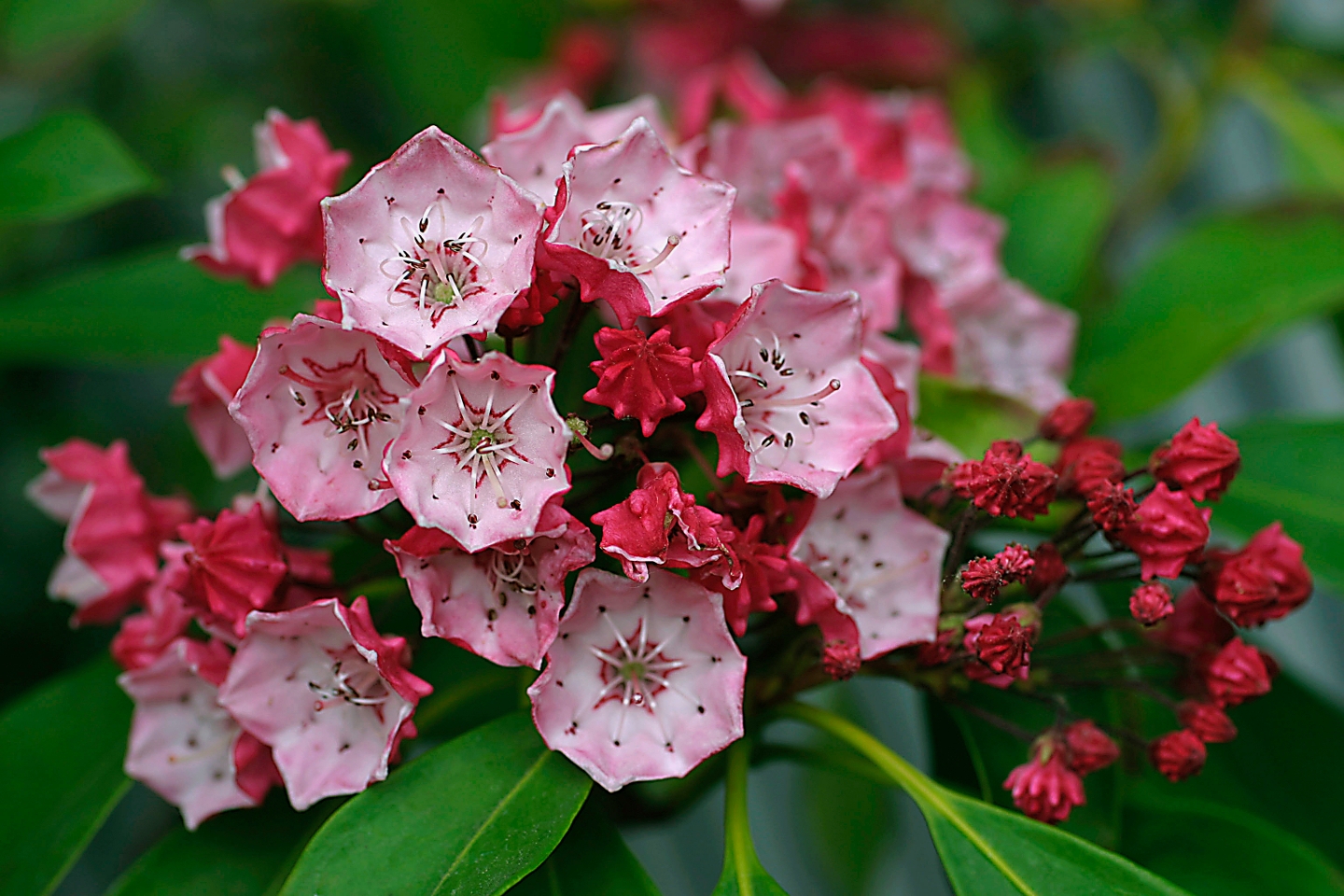 Rote Blüten des Großen Berglorbeers.