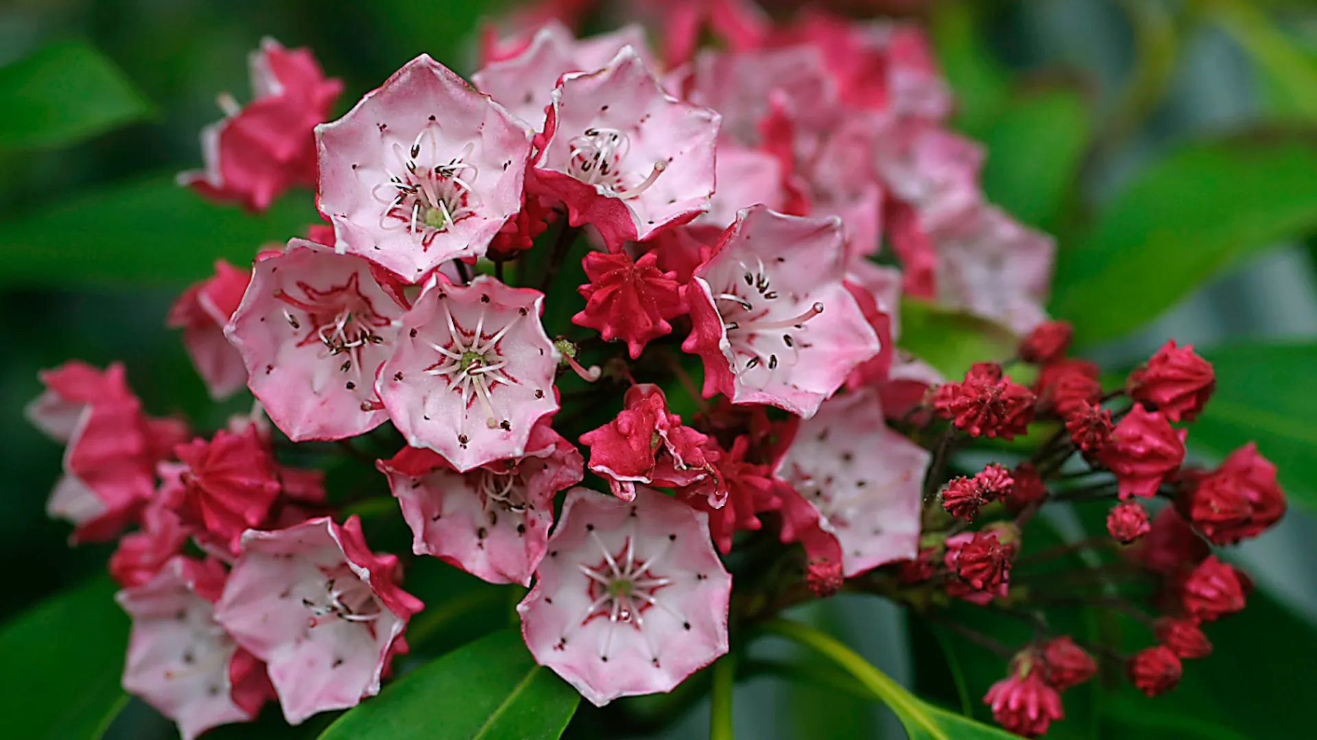 Rote Blüten des Großen Berglorbeers.