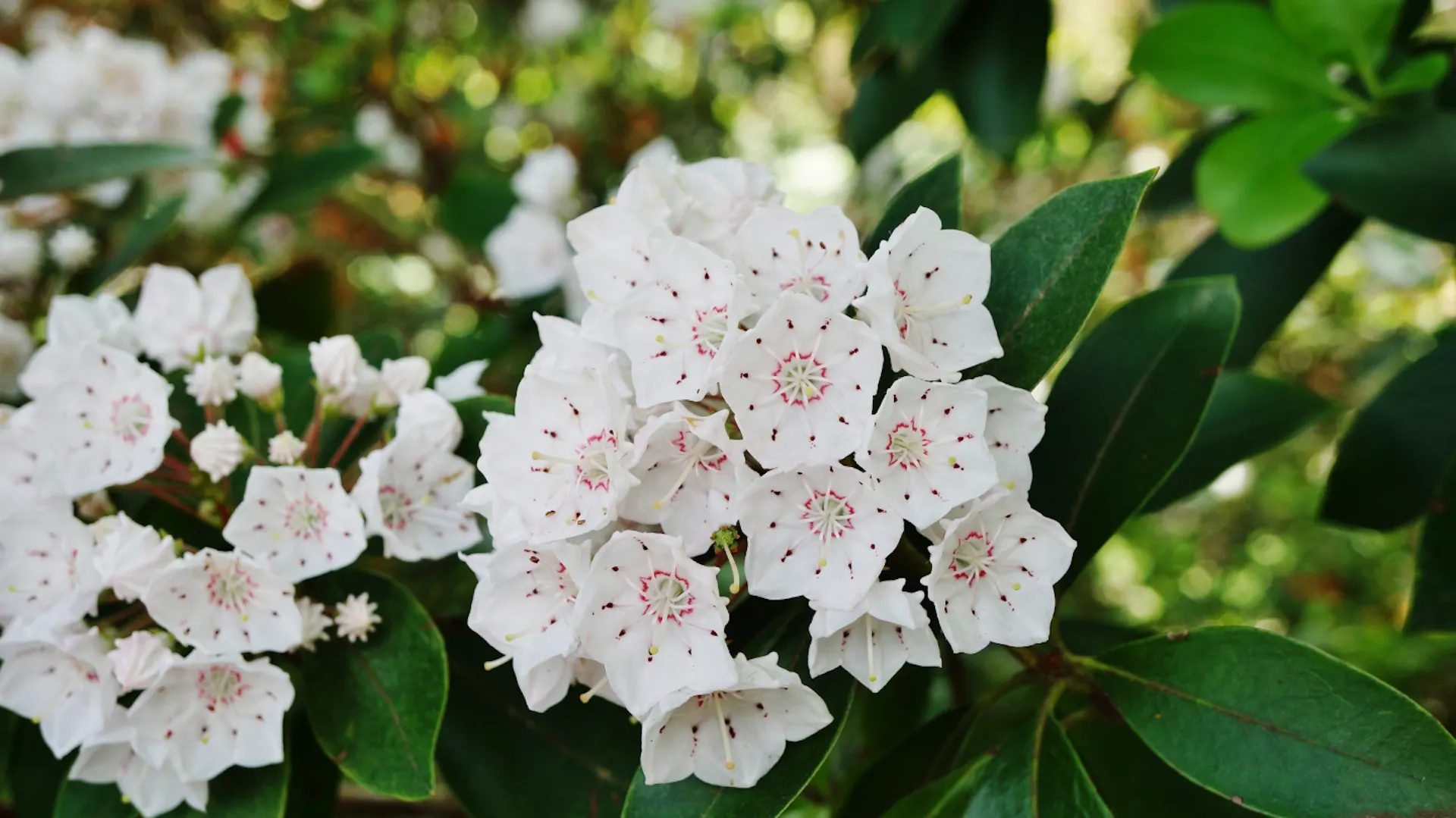 Weiße Blüte vom Großen Berglorbeer.