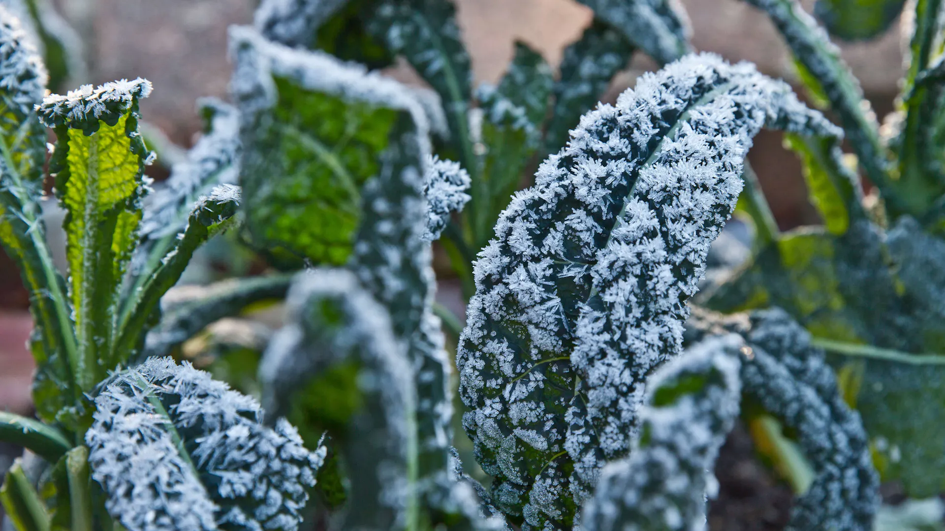Nahaufnahme von frostbedeckten Grünkohlblättern