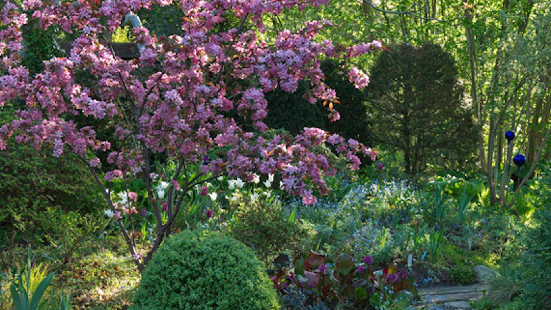 Zelené a fialové kvitnúce okrasné kríky sú v tienistej záhrade.