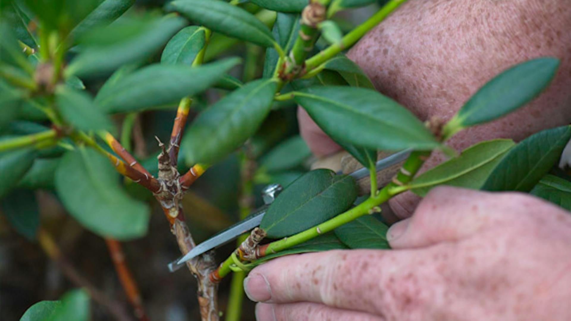 Záhradník zrezáva výhonky na zelenom dekoratívnom kríku.