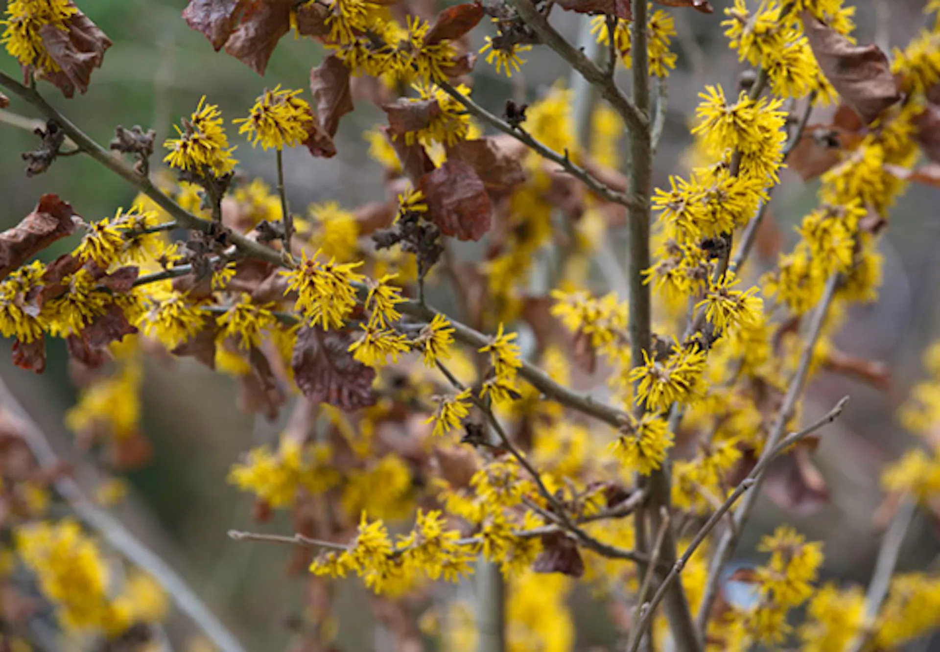 Sárgán virágzó díszcserje télen.
