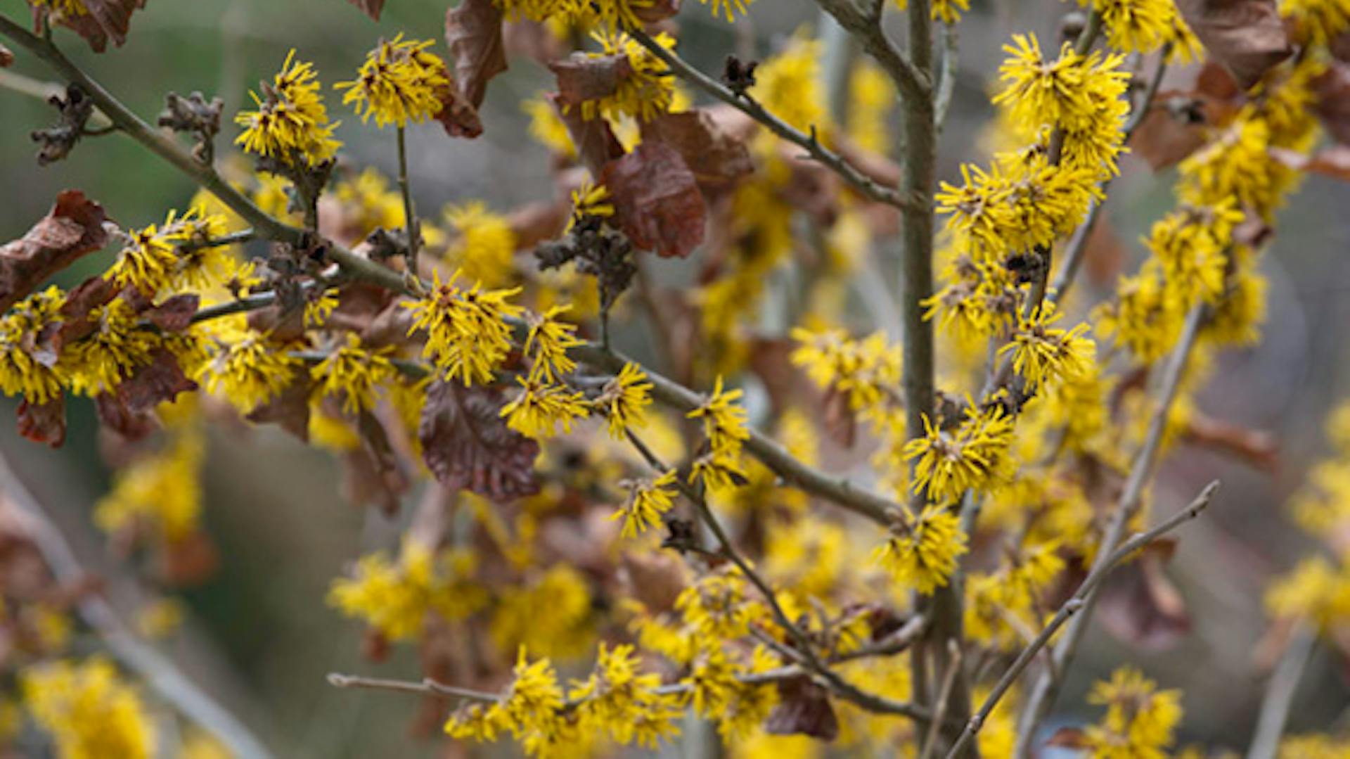 Okrasný krík kvitne nažlto v zime.