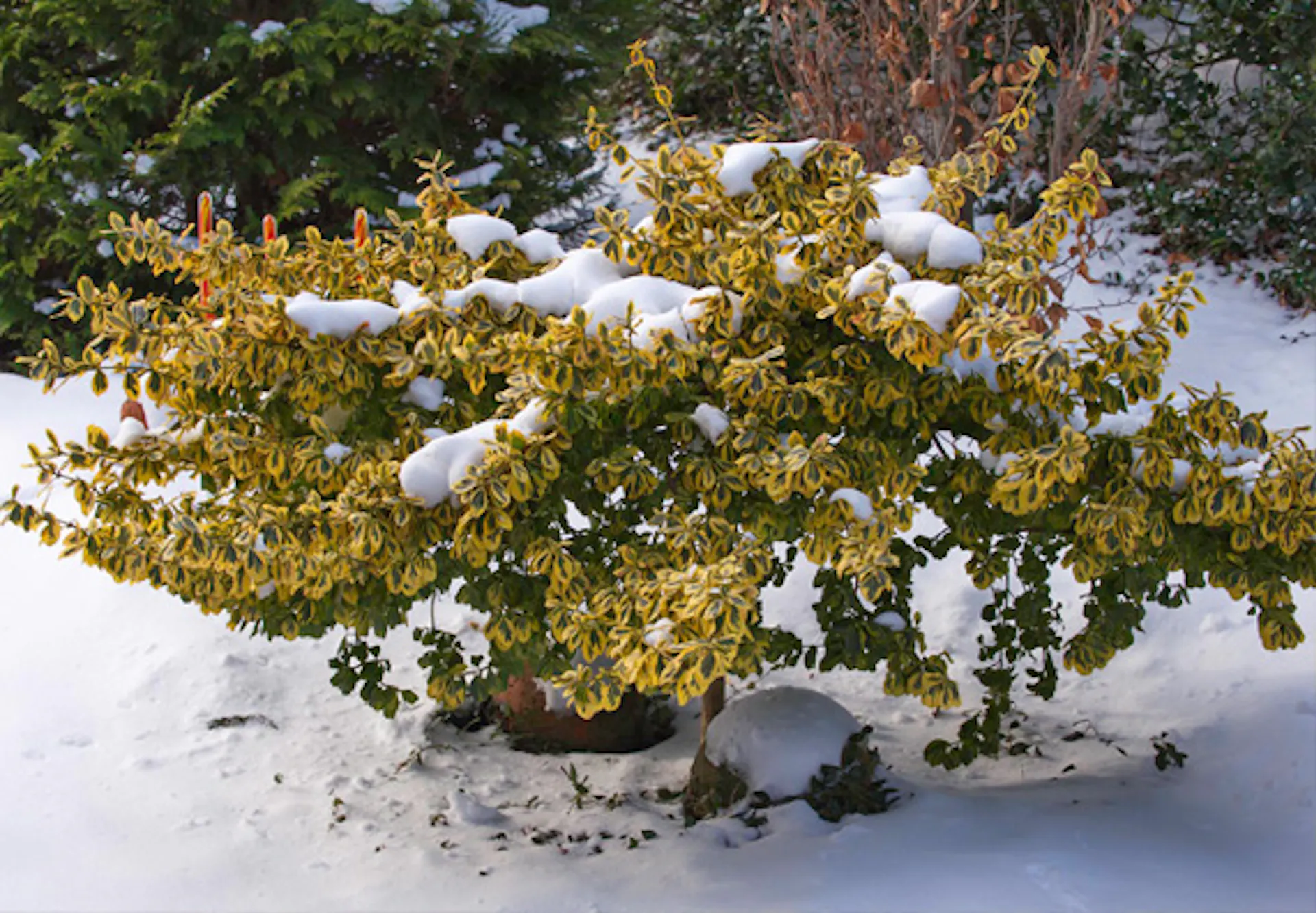 Örökzöld díszcserje hóban és hóval borítva.