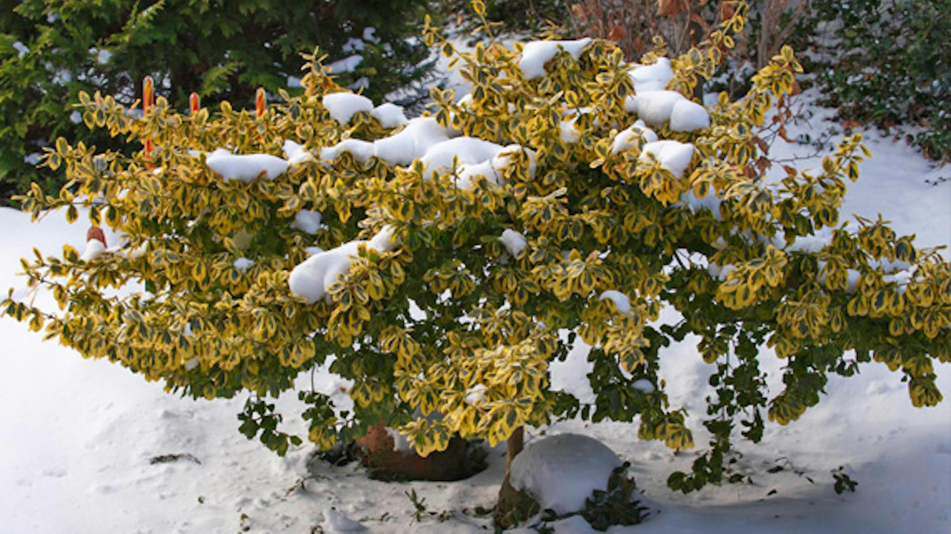 Vždyzelený okrasný krík stojí v snehu a je pokrytý snehom.
