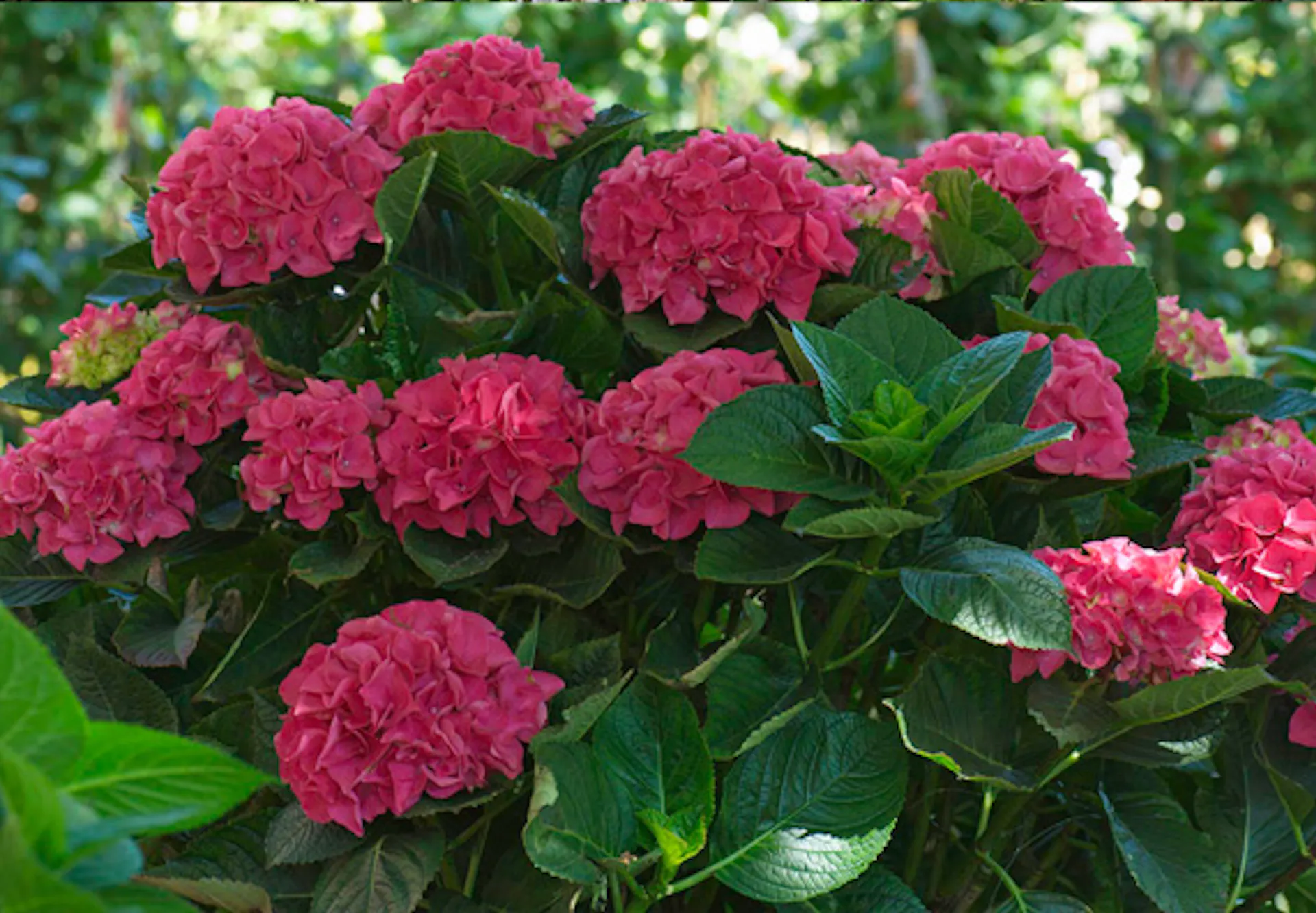 Virágos cserje piros virágokkal és zöld levelekkel.