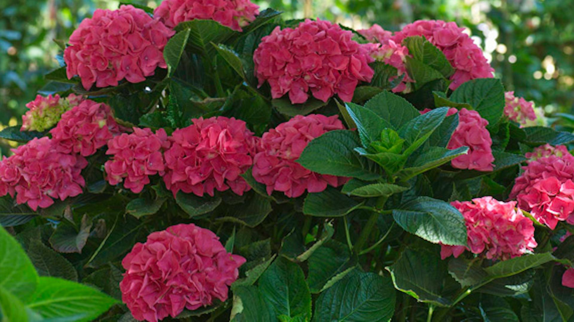 Kvitnúci krík s červenými kvetmi a zelenými listami.