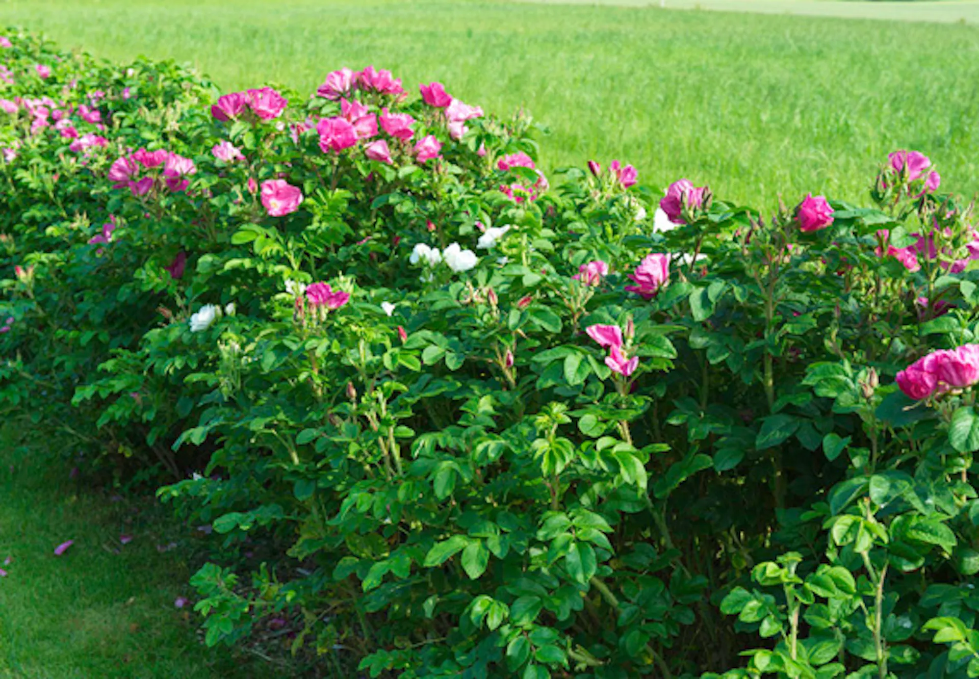 A rózsaszín virágú zöld díszcserjék sövényként vannak ültetve a kertben.