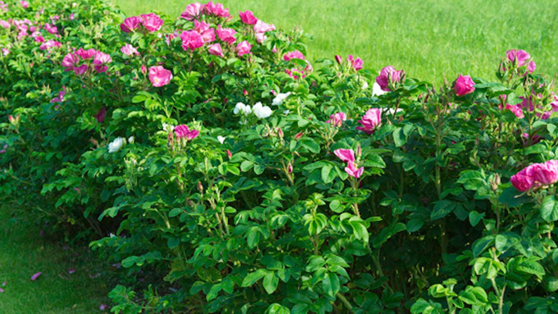 Zelené okrasné kríky s ružovými kvetmi sú v záhrade ako živý plot.