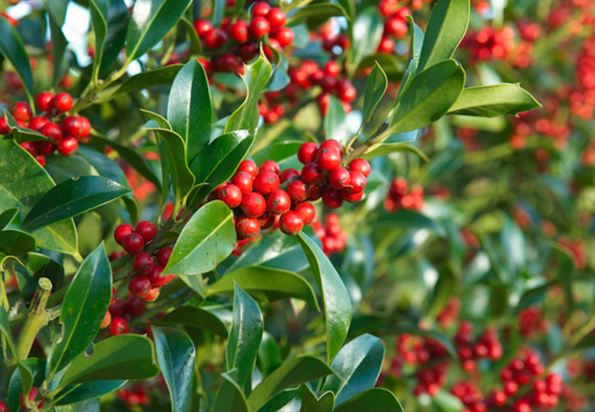 Zöld díszcserje piros bogyókkal.