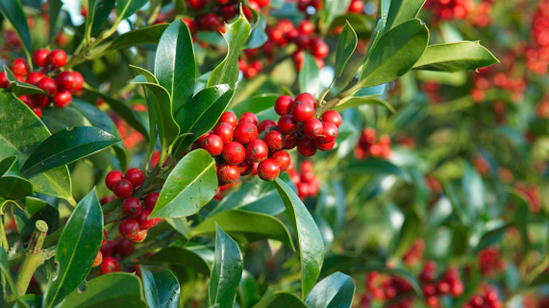 Zelený okrasný krík s červenými bobuľami.