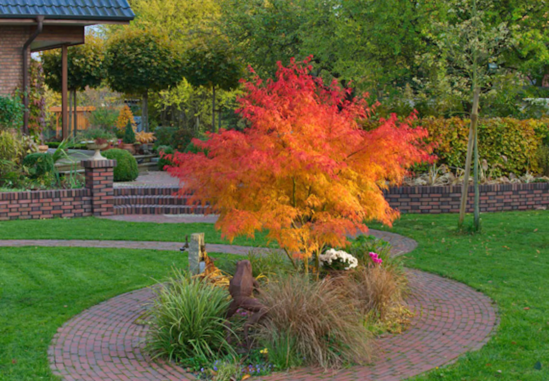 Őszi színezetű díszcserje áll a zöld kertben.
