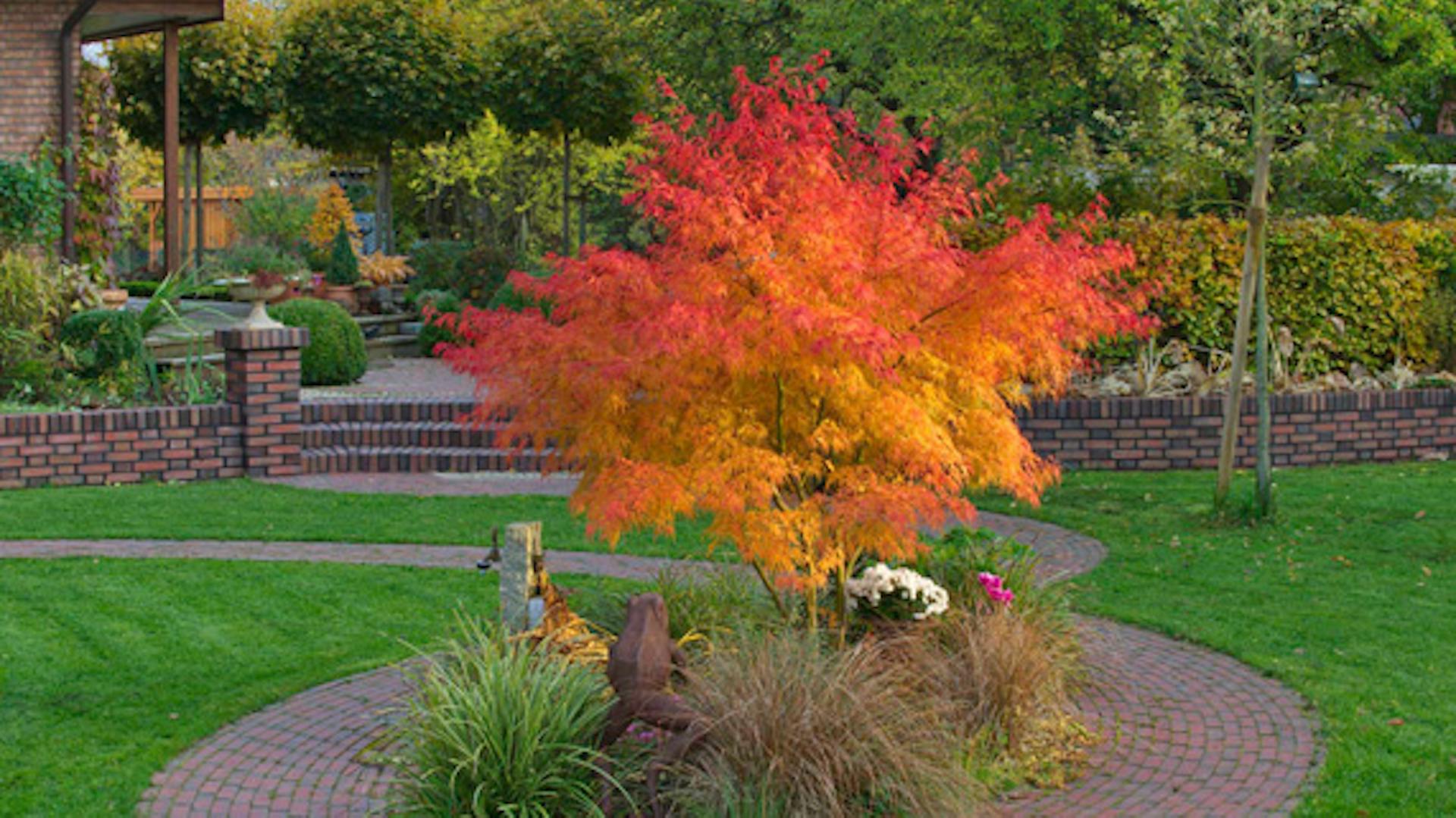 Jesenne zafarbený okrasný krík sa nachádza v zelenej záhrade.