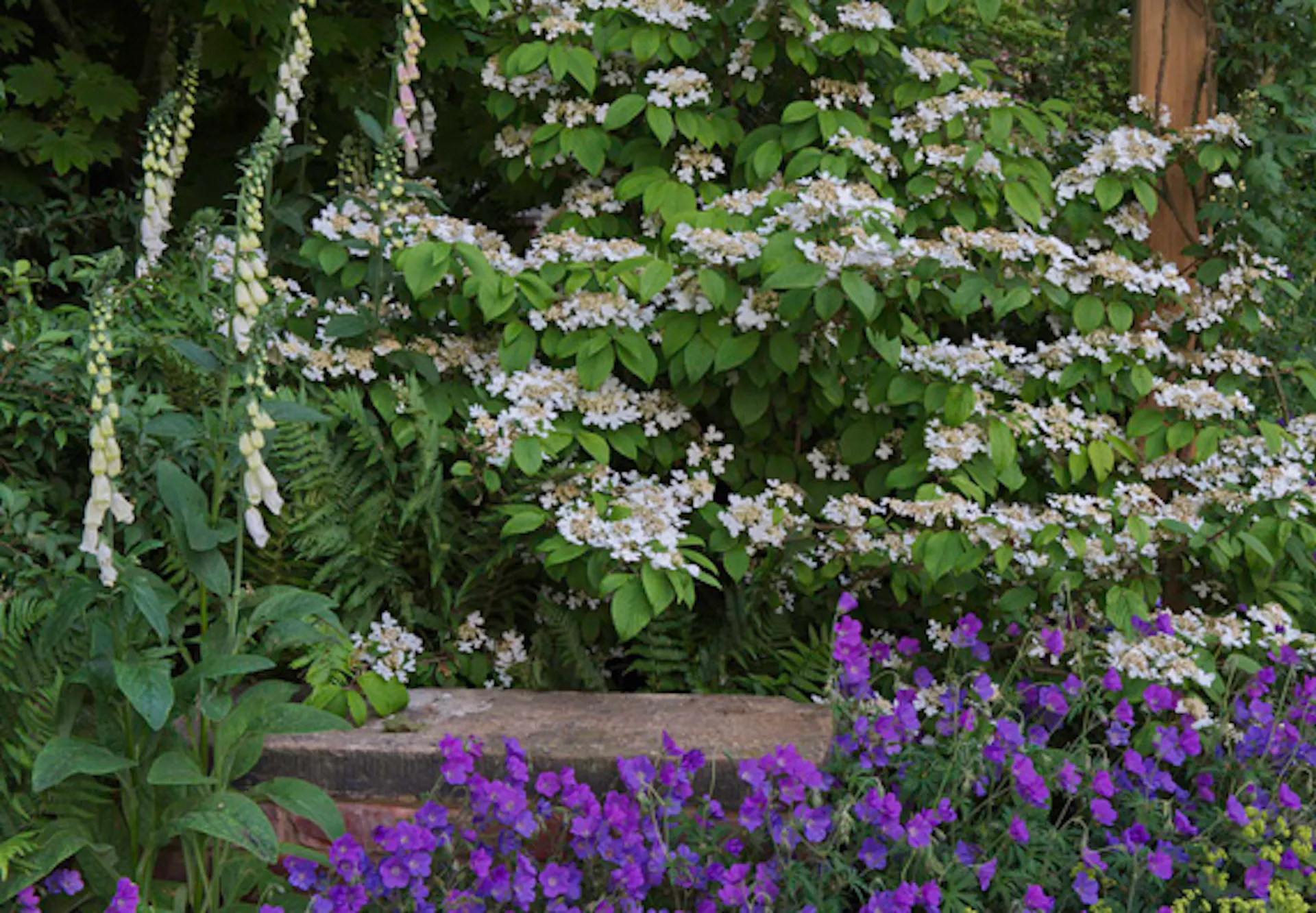 Zöld díszcserjék lila és fehér virágokkal díszítik a kertet.