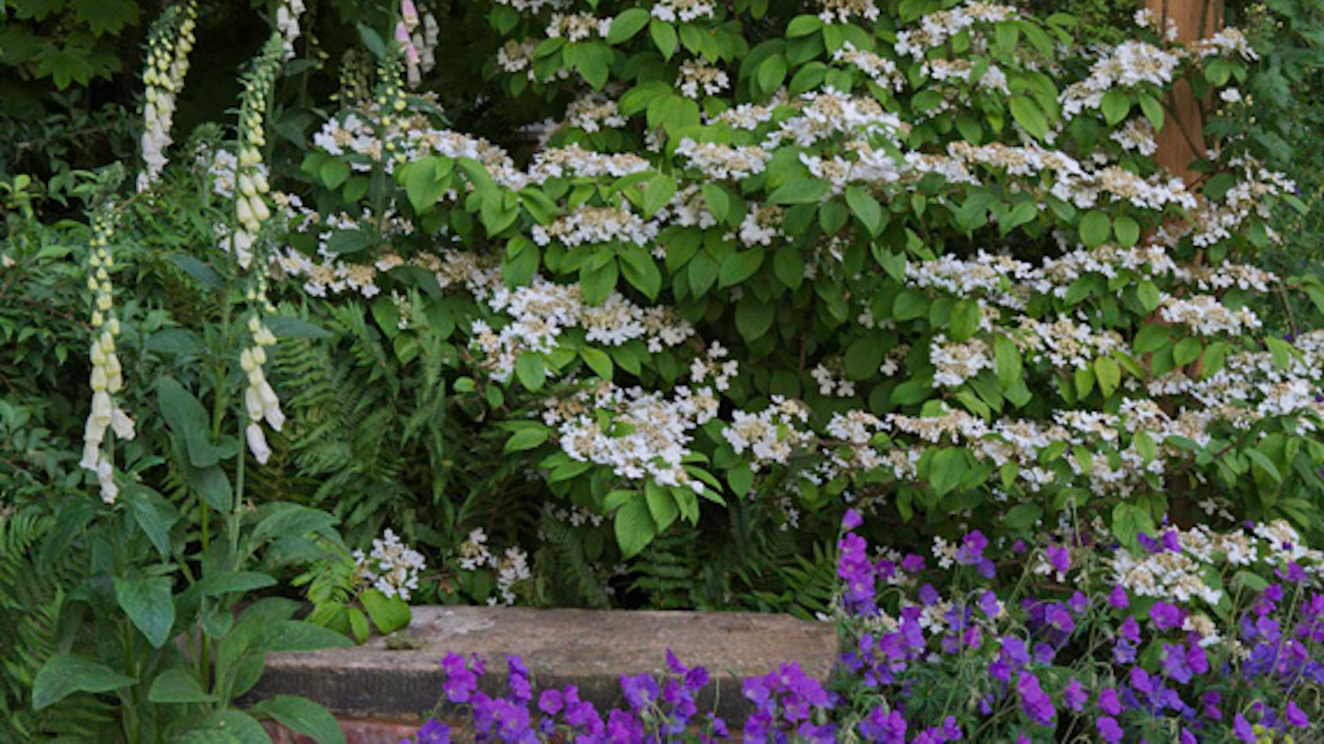 Zelené okrasné kríky s fialovými a bielymi kvetmi zdobia záhradu.