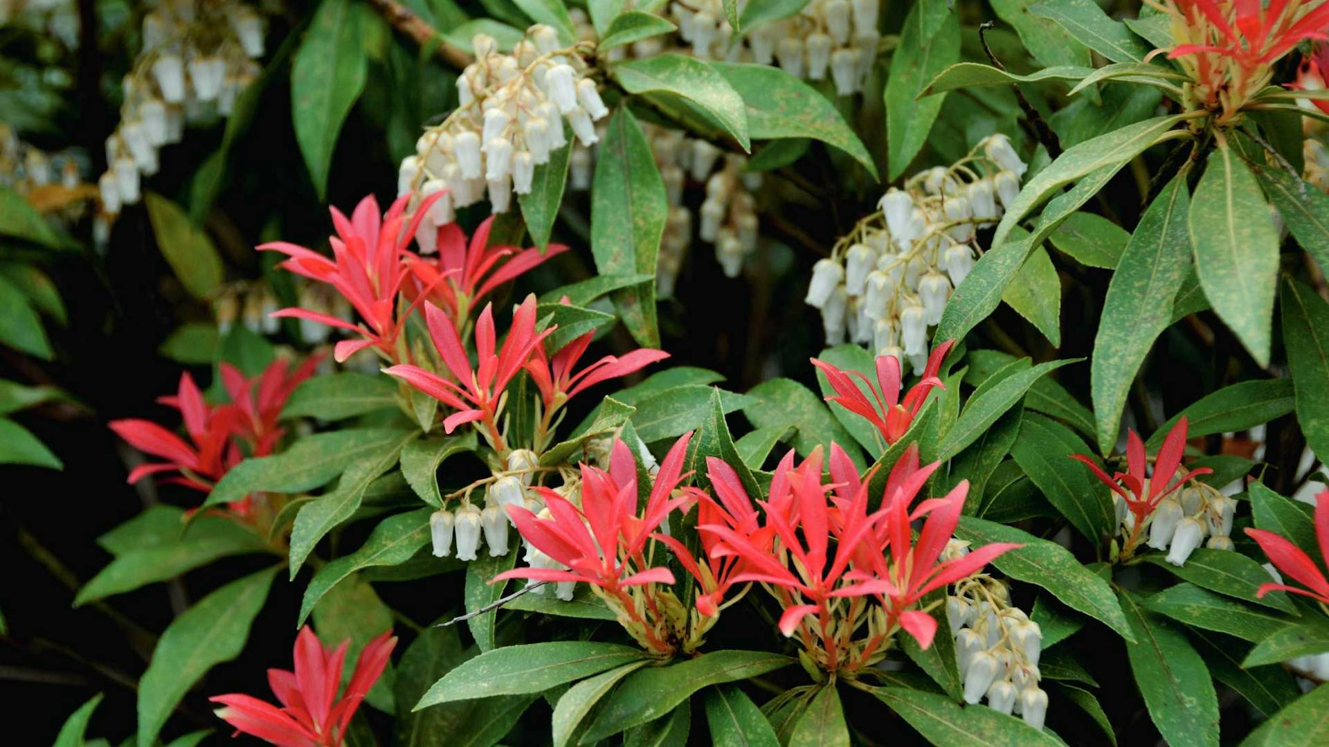 Zierstrauch mit roten Blüten