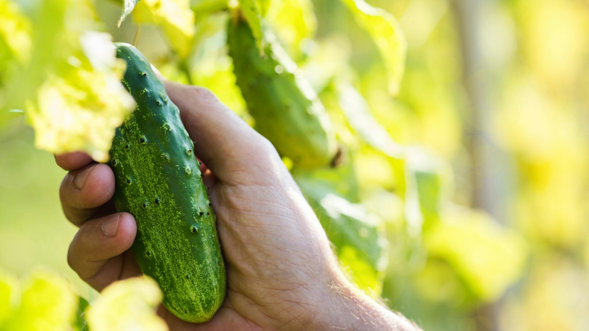 Ein Mann erntet eine Gurke.