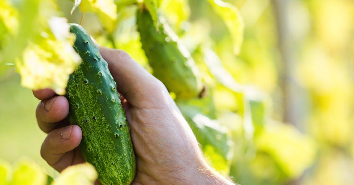 Gurken richtig düngen – So einfach geht es | OBI