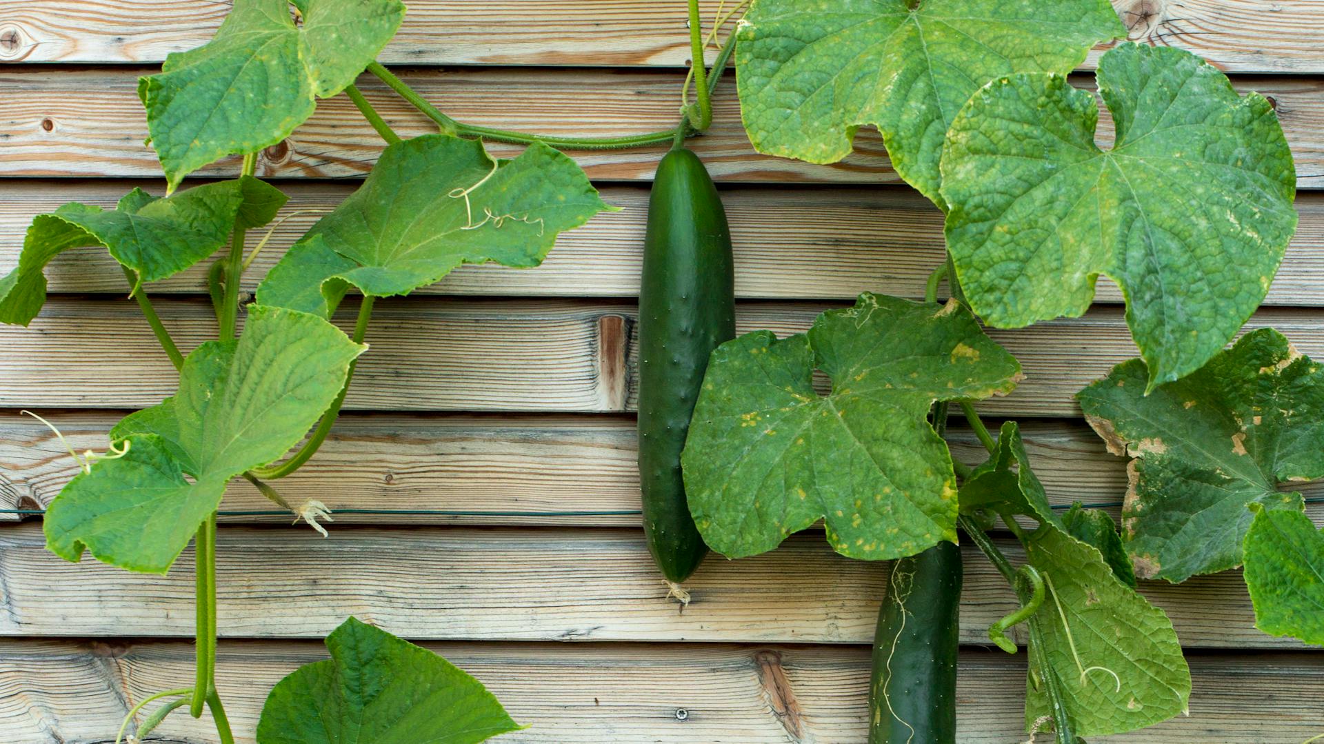 Gurken ranken an einer Holzwand hoch.