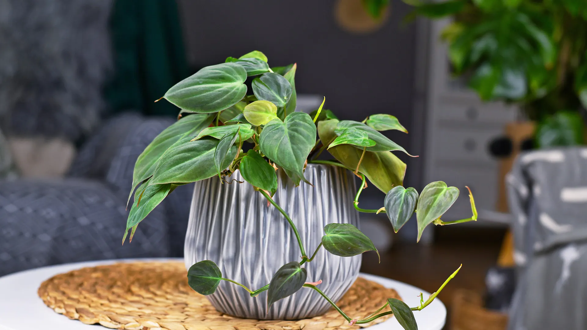 Philodendron im Topf auf einem Tisch