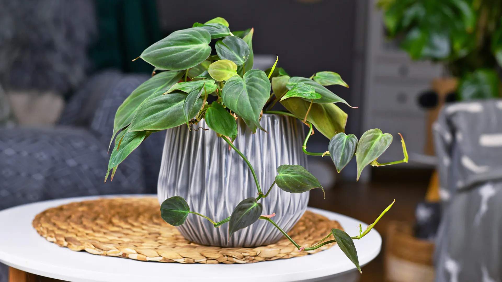 Ein Kletternder Philodendron auf einem Wohnzimmertisch