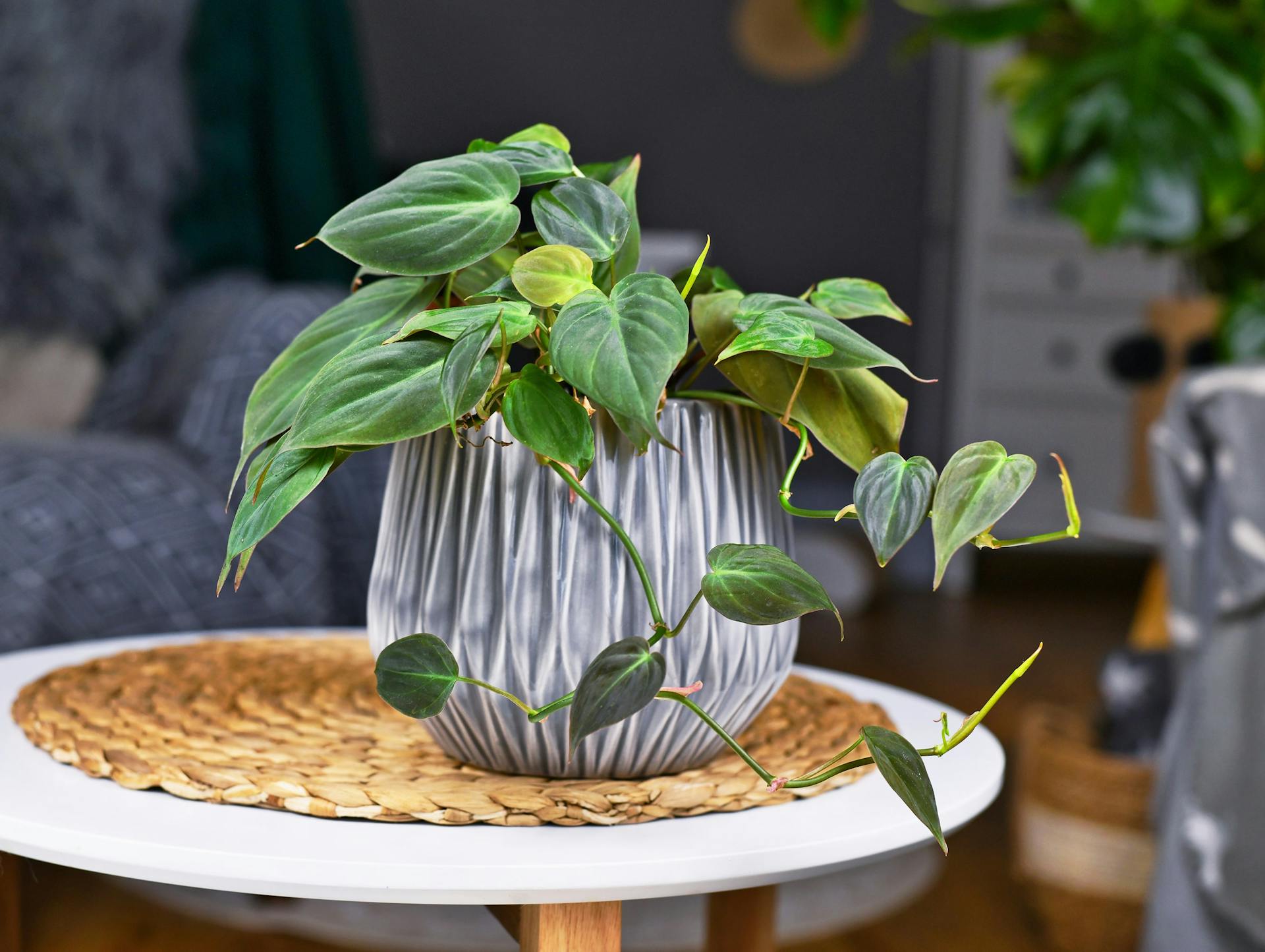 Philodendron auf Wohnzimmertisch