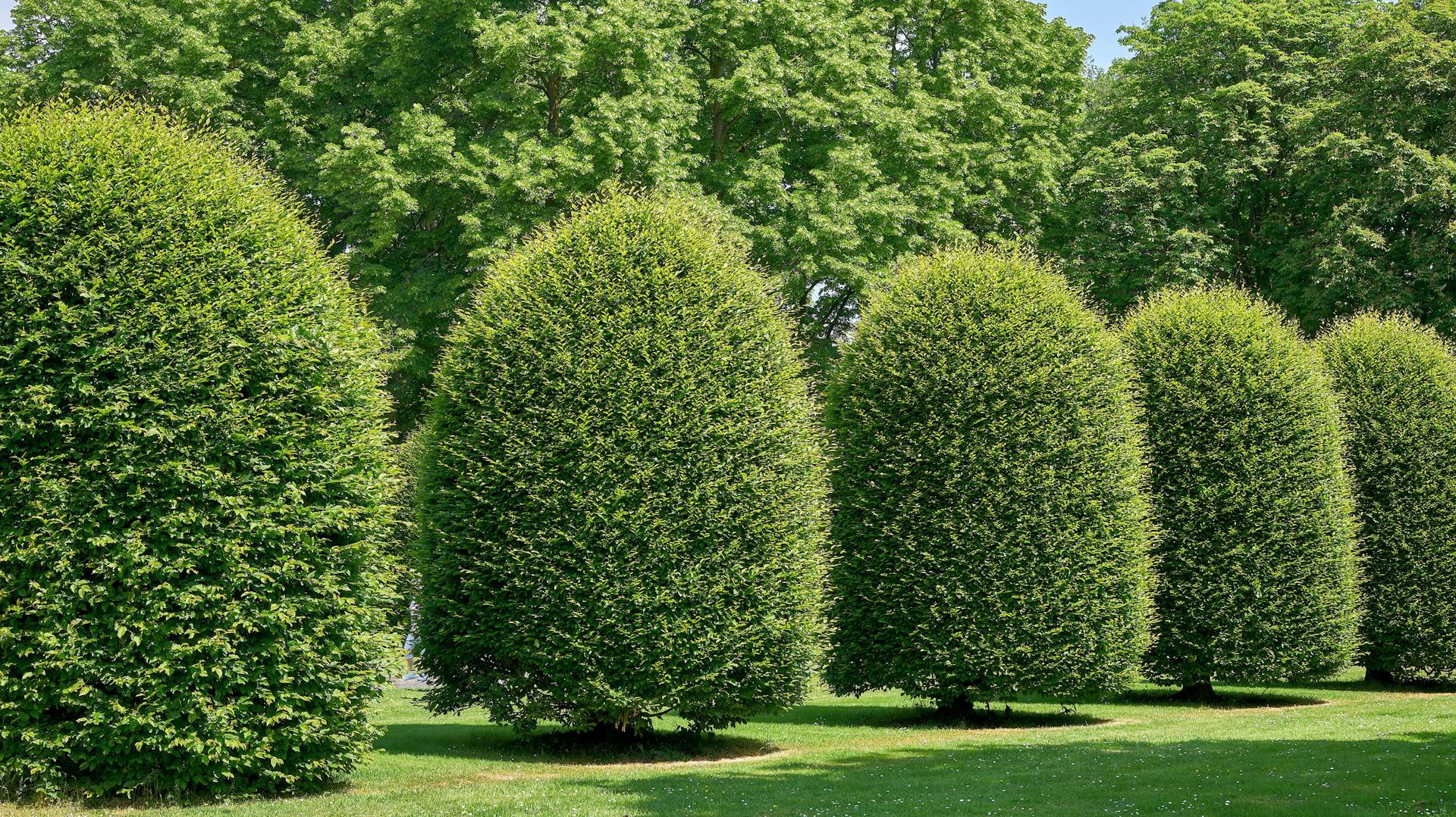 In Form geschnittene Hainbuchen