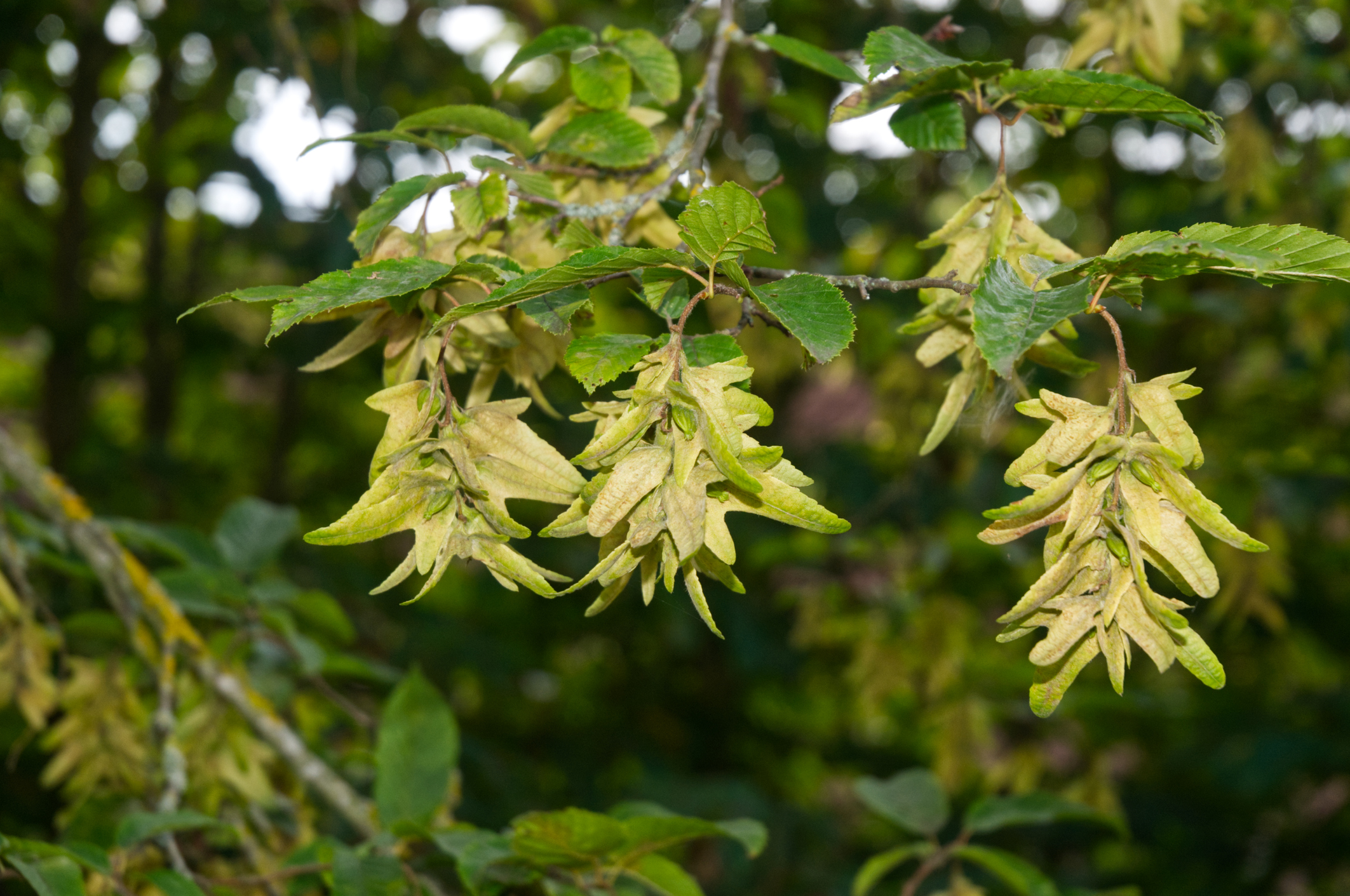 Hainbuche pflanzen und pflegen Tipps & Tricks OBI