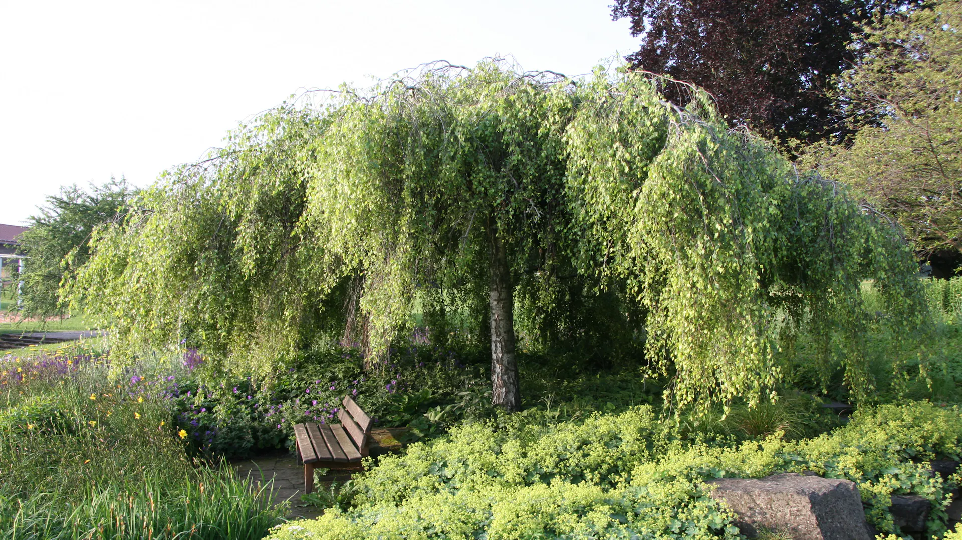 Vrba poskytující stín lavičce a různým rostlinám