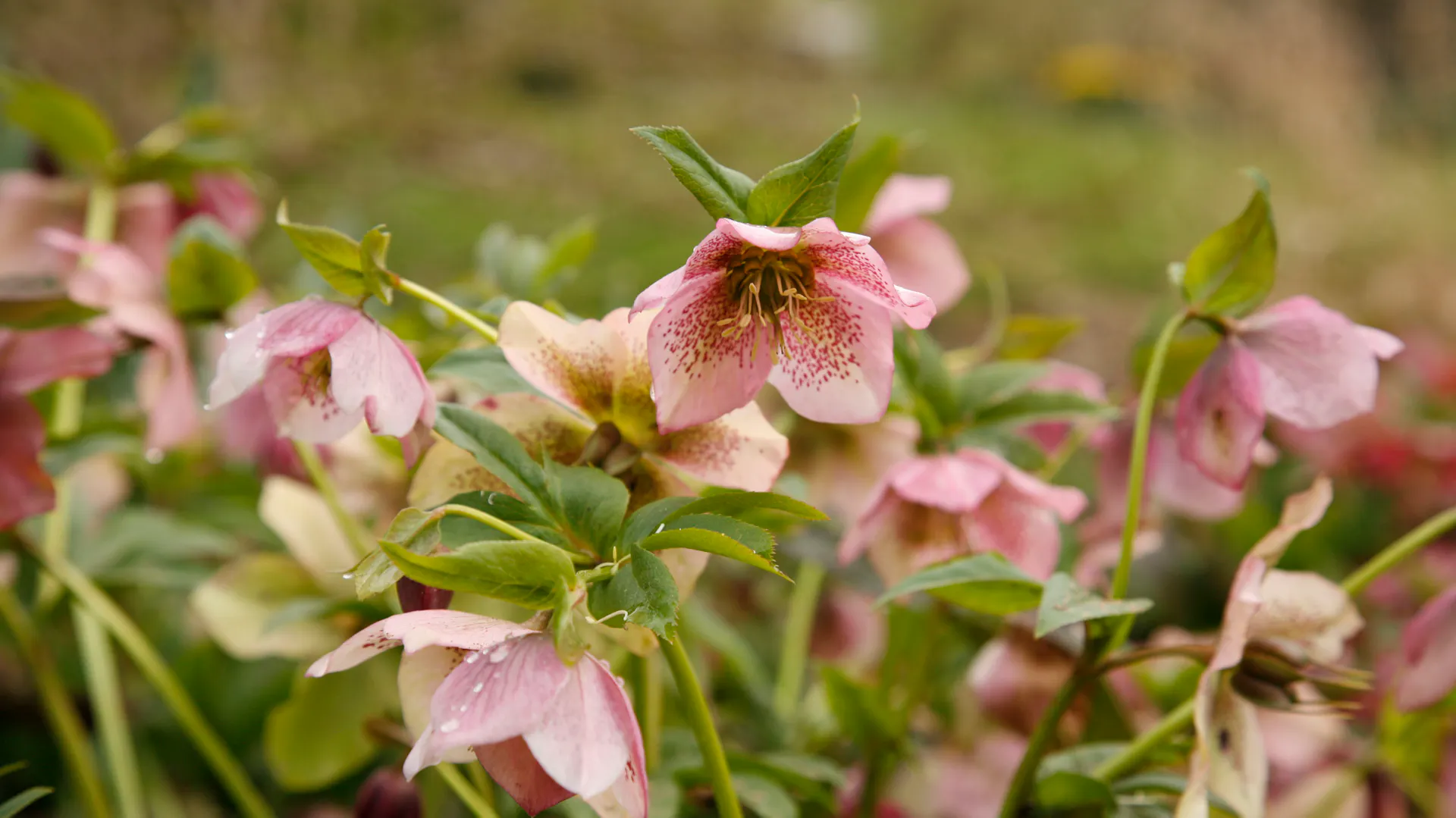 Kvetoucí jarní růže