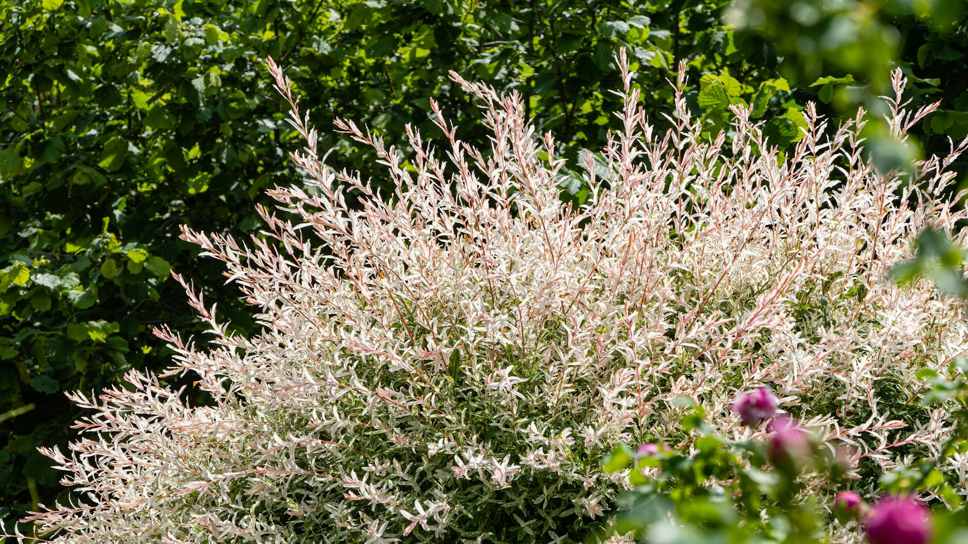 Harlekinweide mit weiß-grün verlaufenden Blättern im Garten.