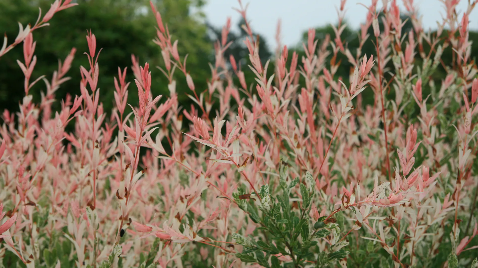 Eine Harlekinweide mit typischem grün-rosa Farbverlauf an den Blättern.