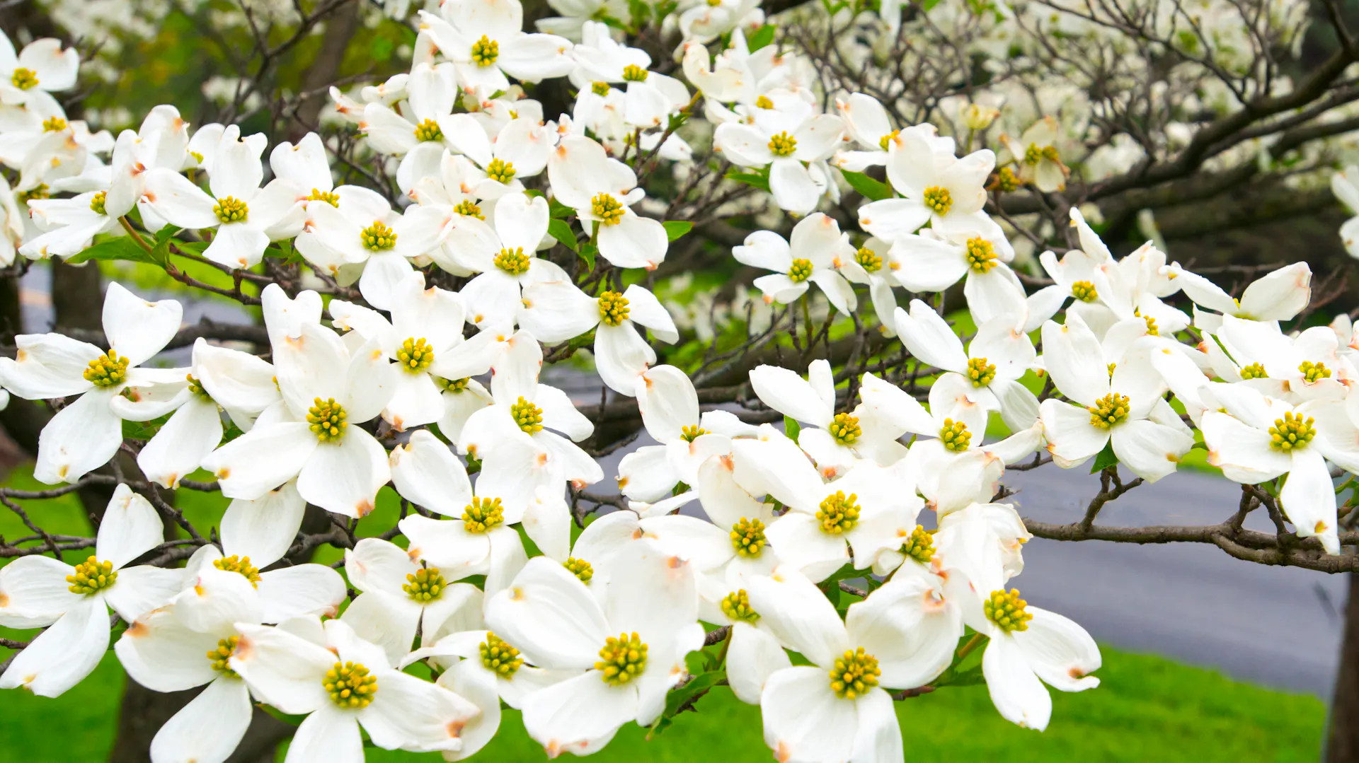 Vierblättrige weiße Blüten eines Hartriegels.