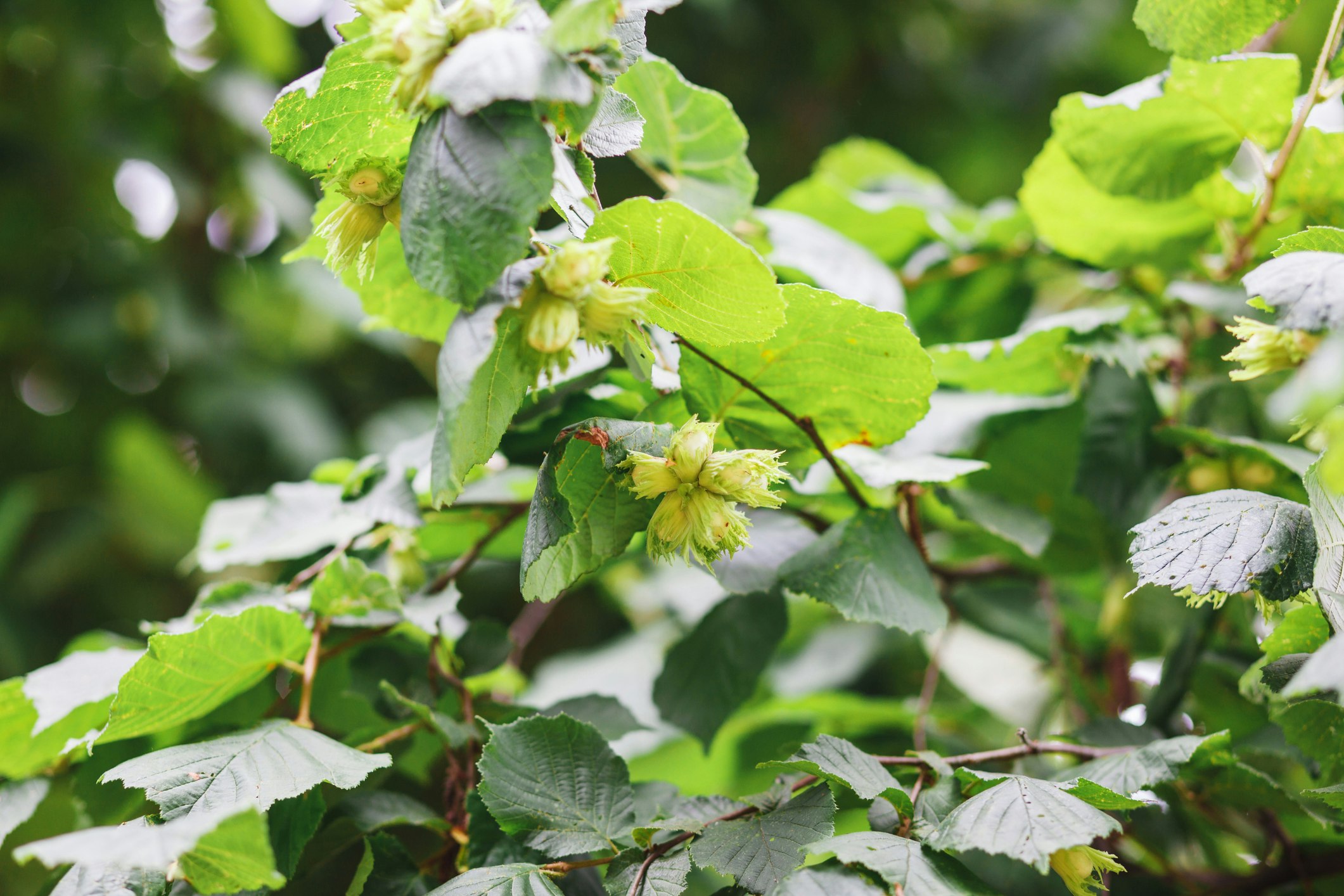 Haselnuss: Eigenschaften der Pflanze im Überblick | OBI Haselnuss: Eigenschaften der Pflanze im Überblick | OBI