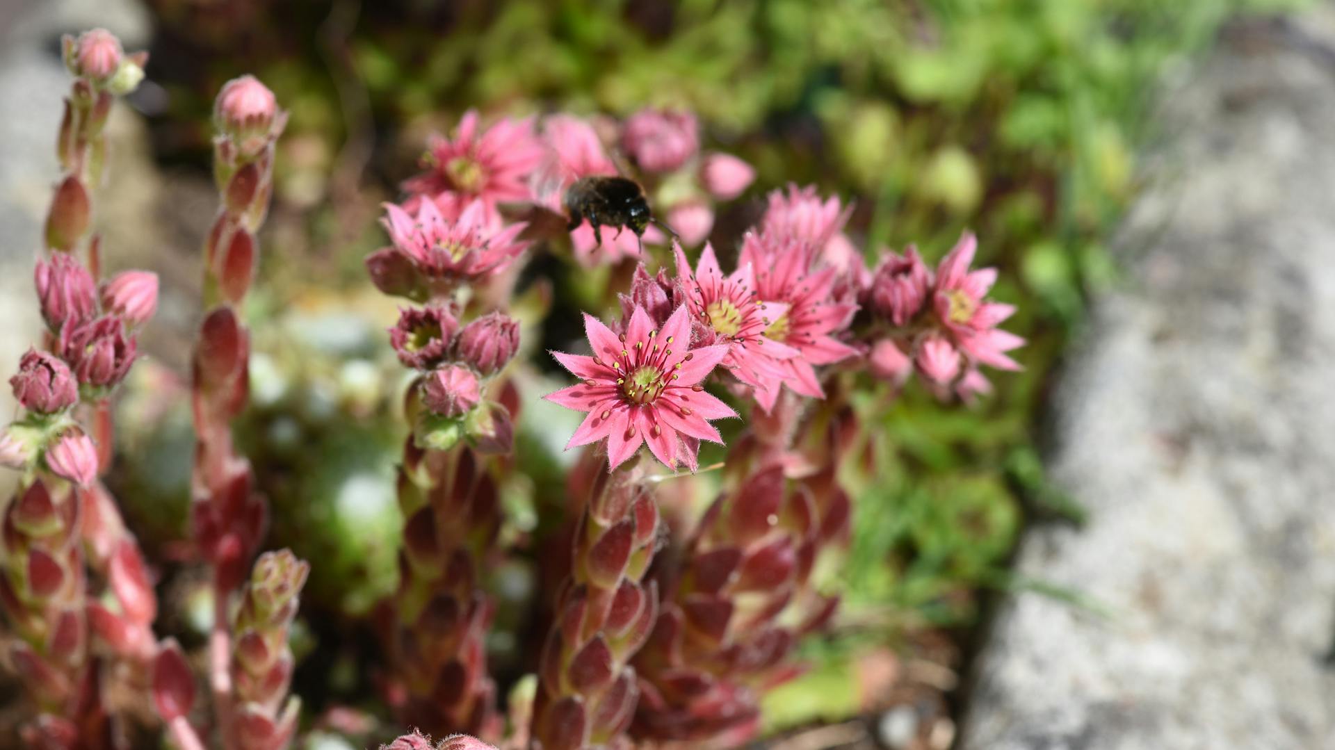 Rosa blühender Hauswurz