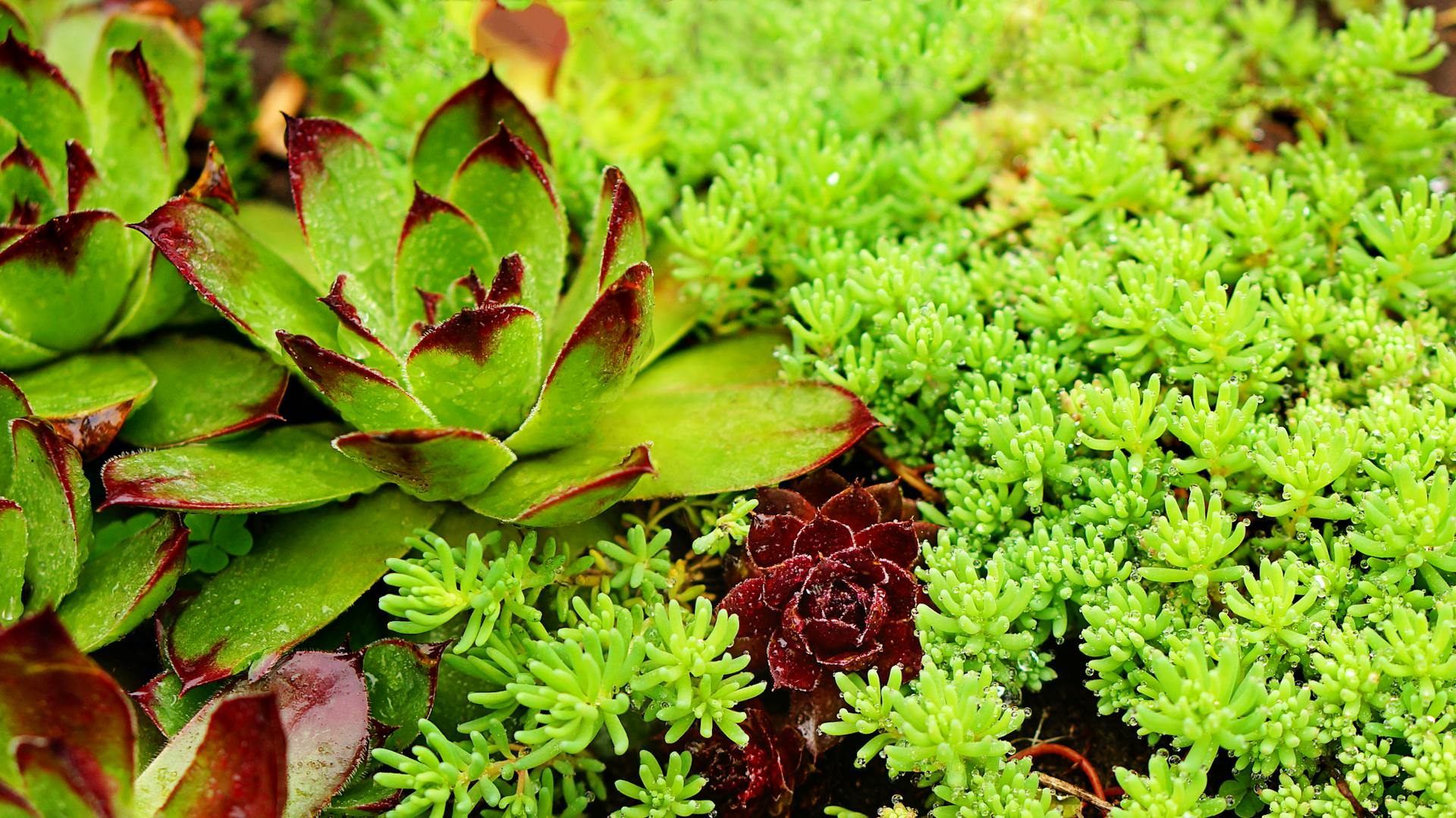 Verschiede Hauswurze