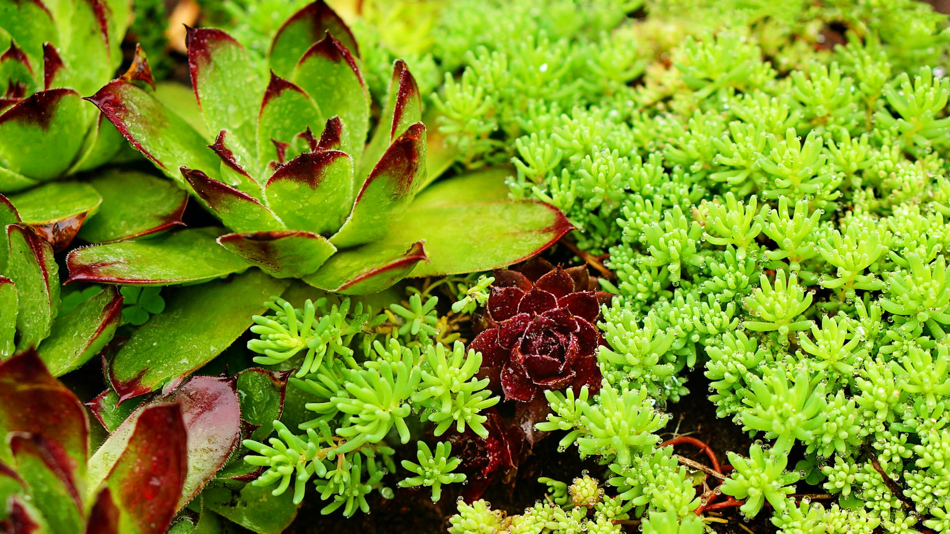 Hauswurz als Bodendecker