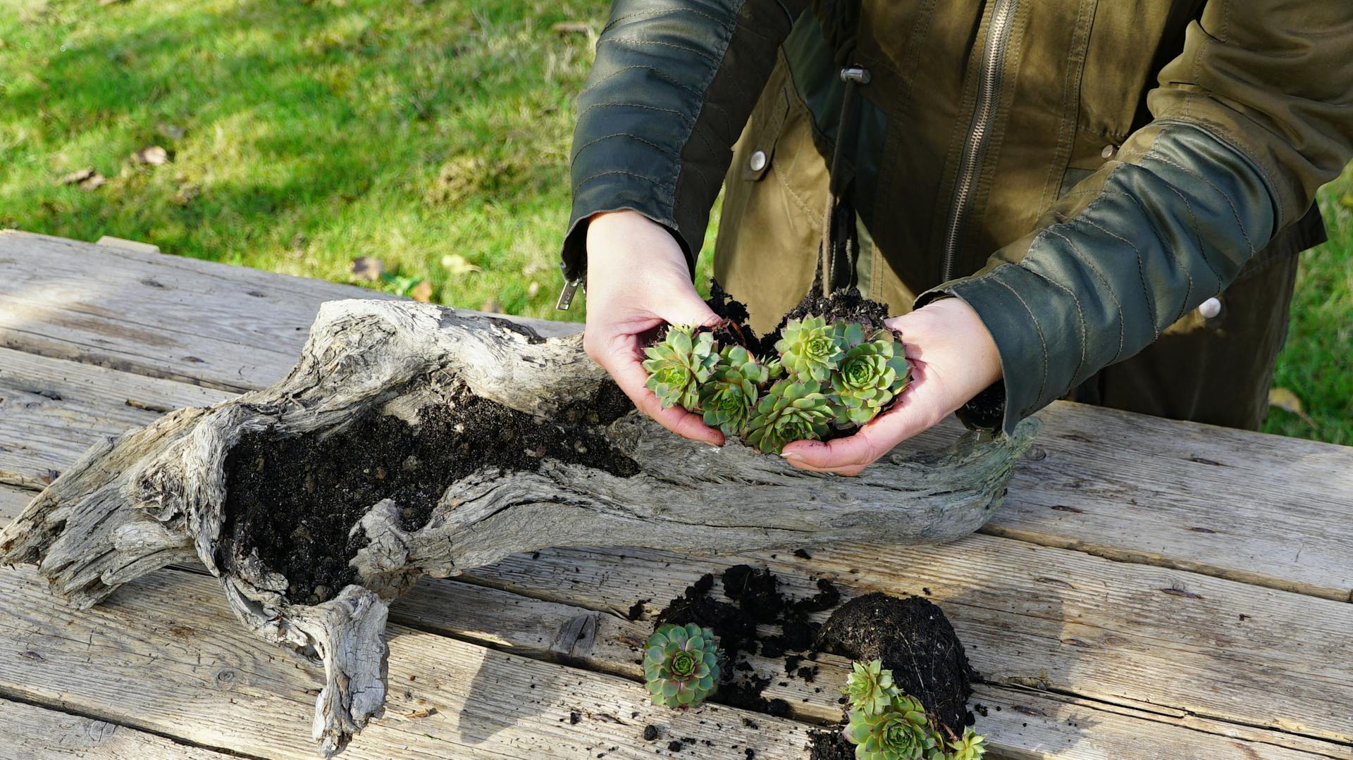 Jemand pflanzt Hauswurze