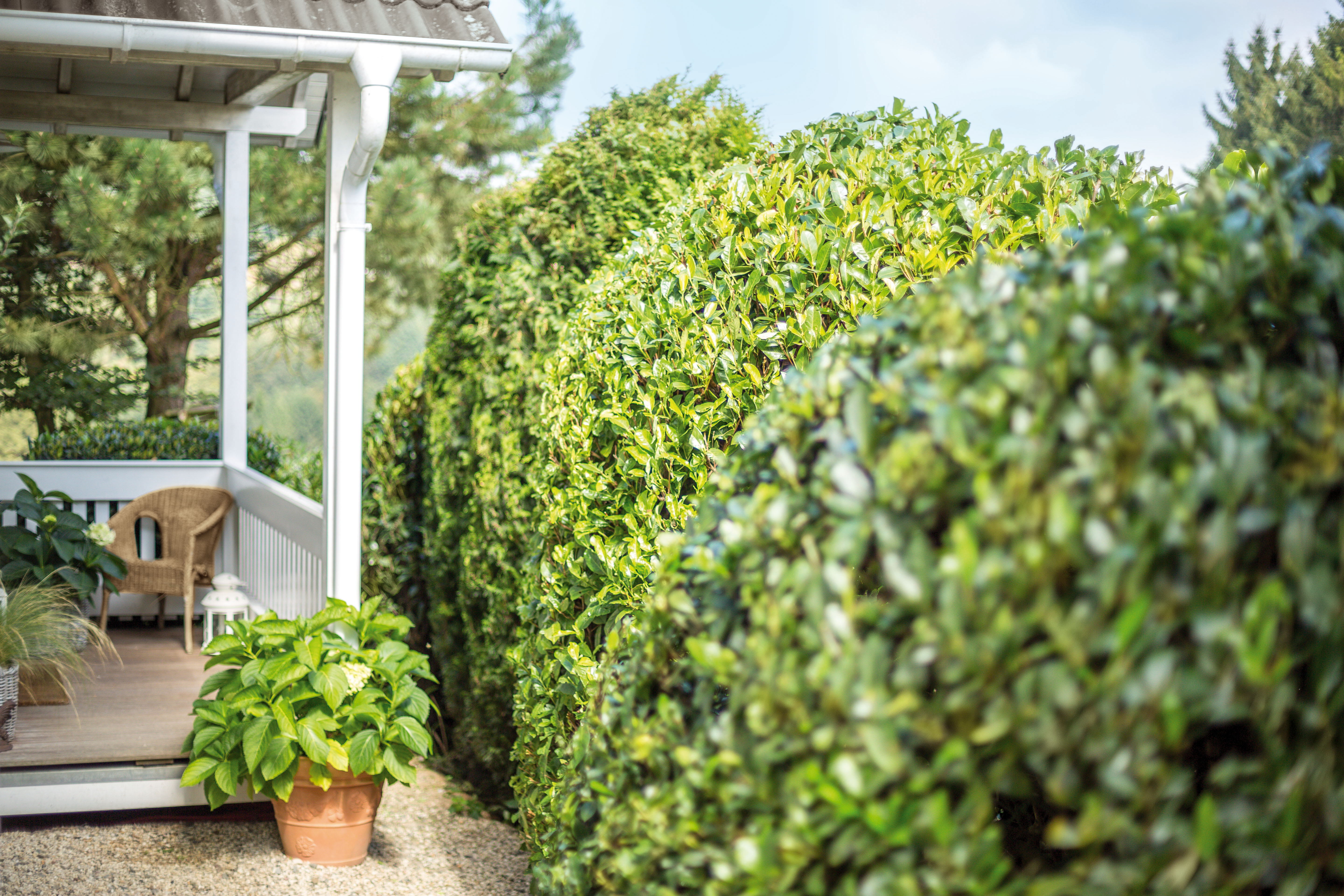 Eine Hecke an einer Terrasse mit Stuhl und Blumentopf im Hintergrund.