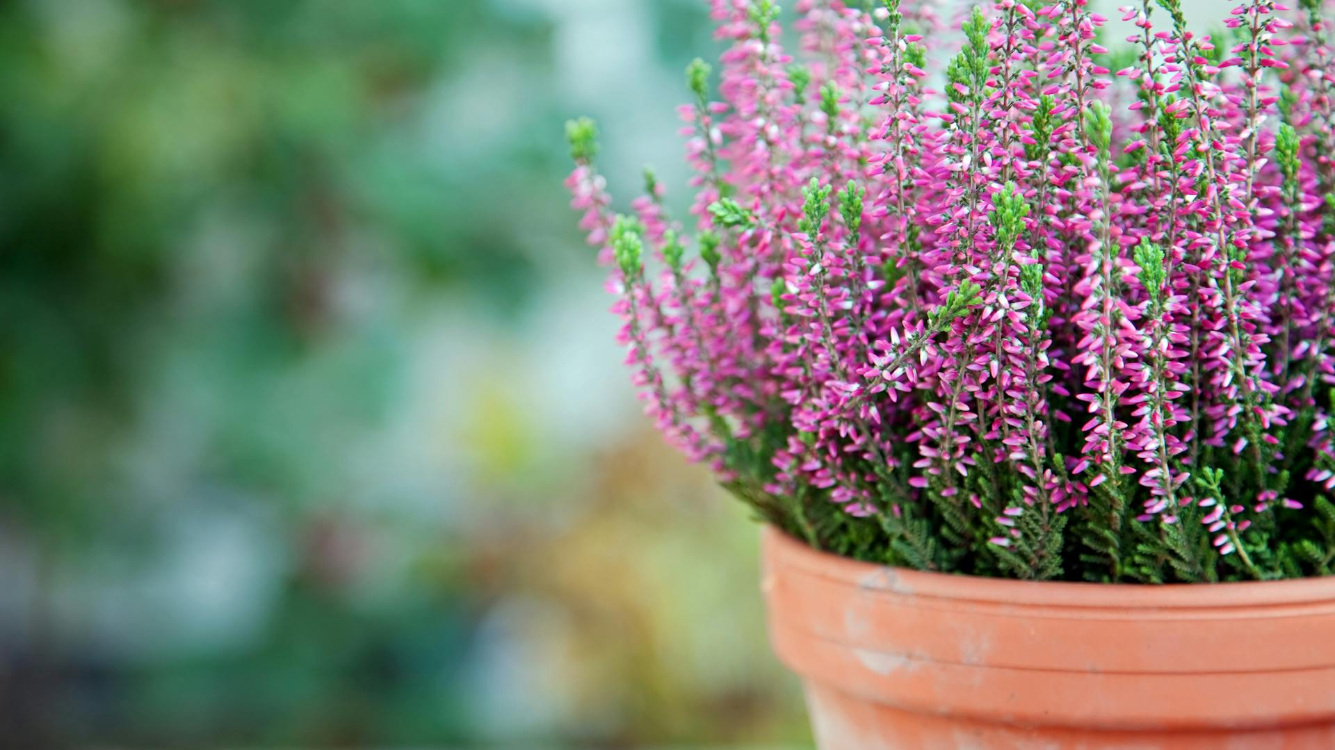 Pink blühende Heidepflanzen im Topf