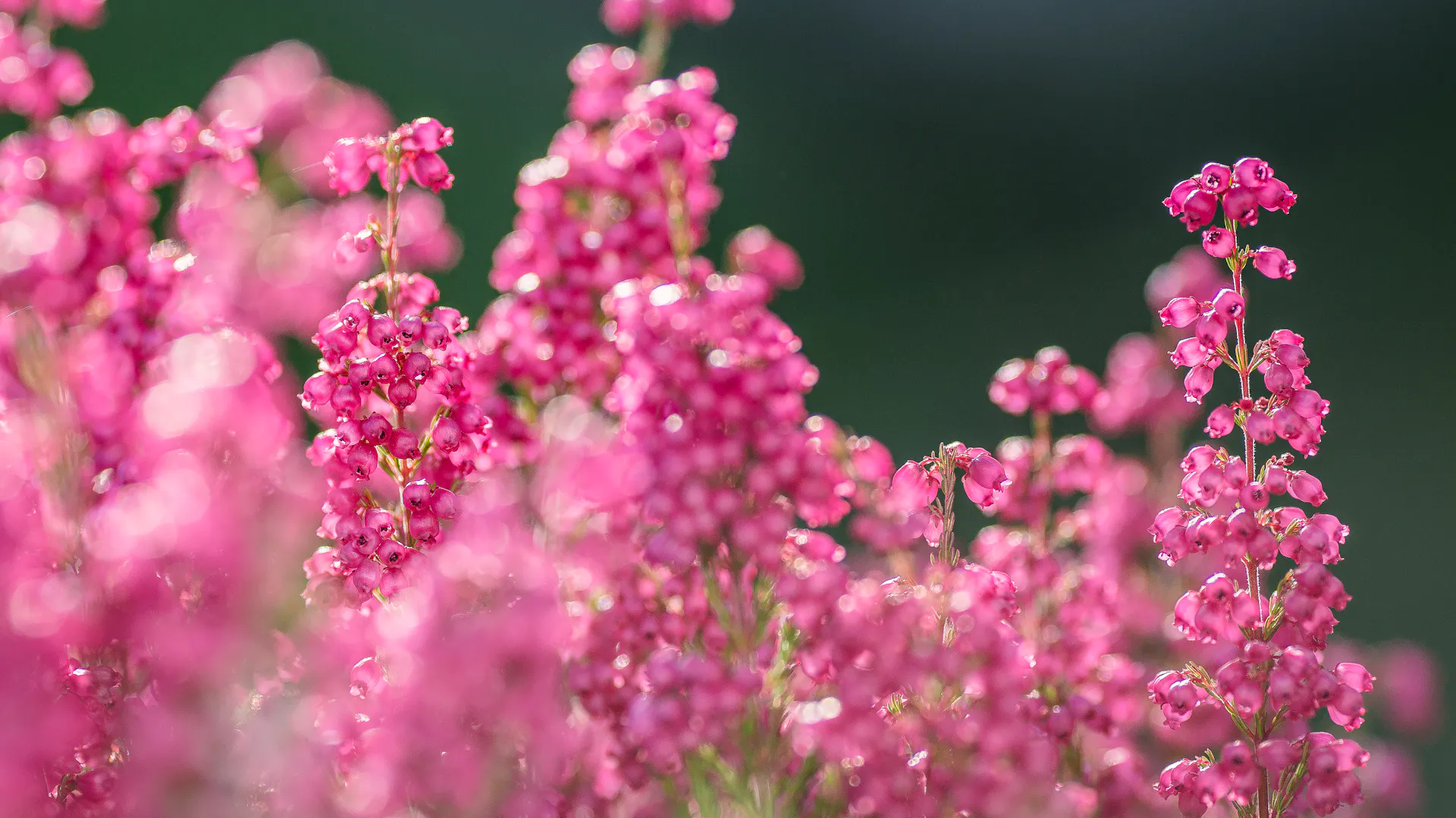 Nahaufnahme von rosa Blüten des Heidekrauts.