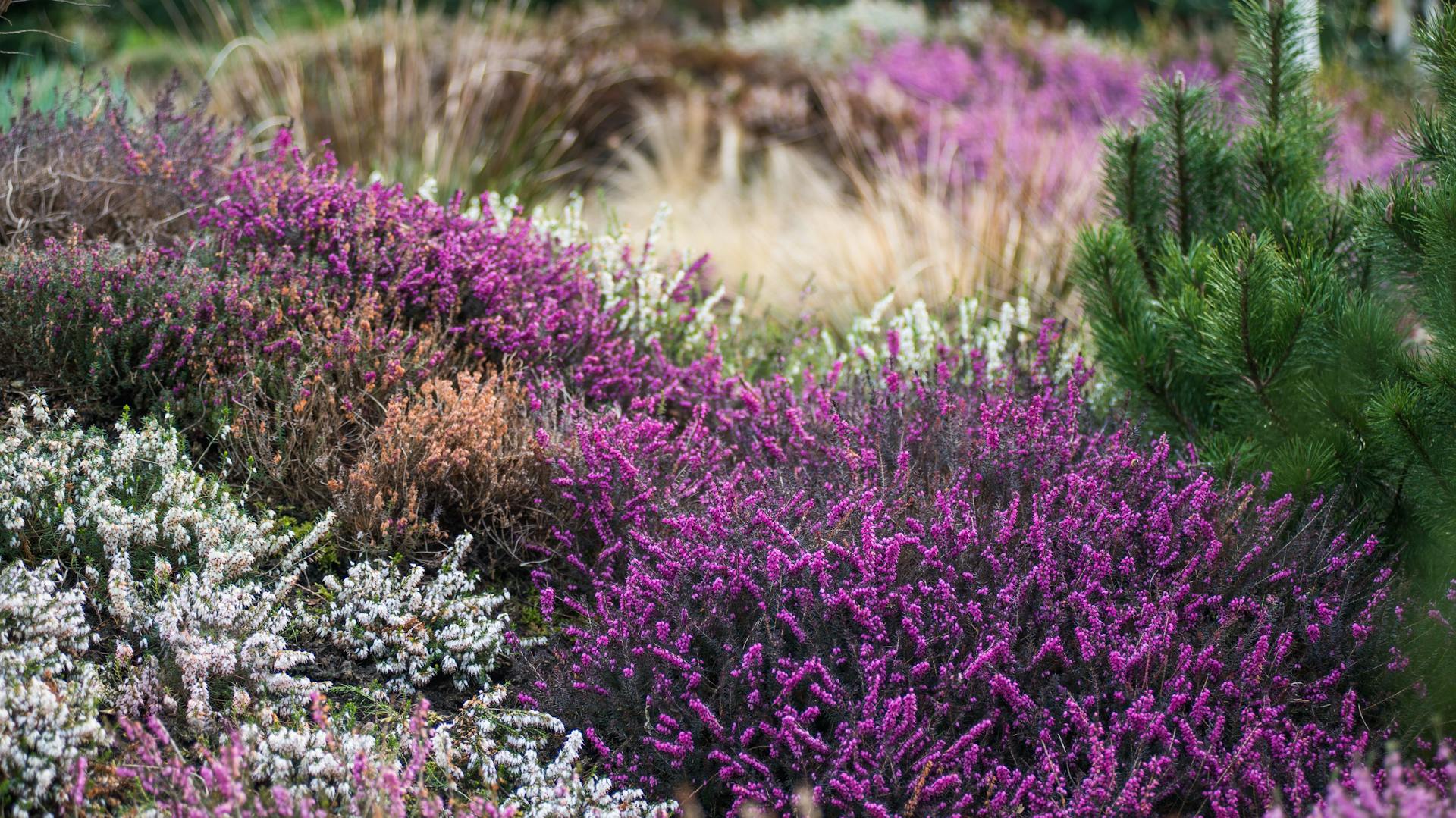 Heidegarten mit blühenden Sorten